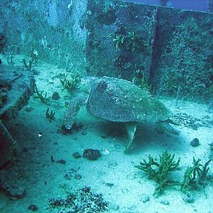 Turtle