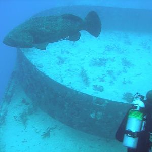 Grouper