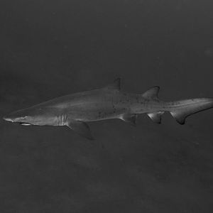 Sand Tiger