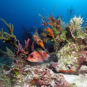 Squirrel Fish