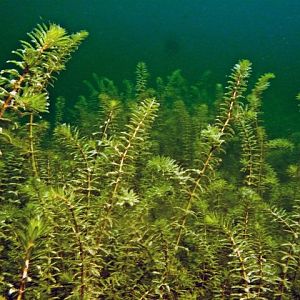 Plants288