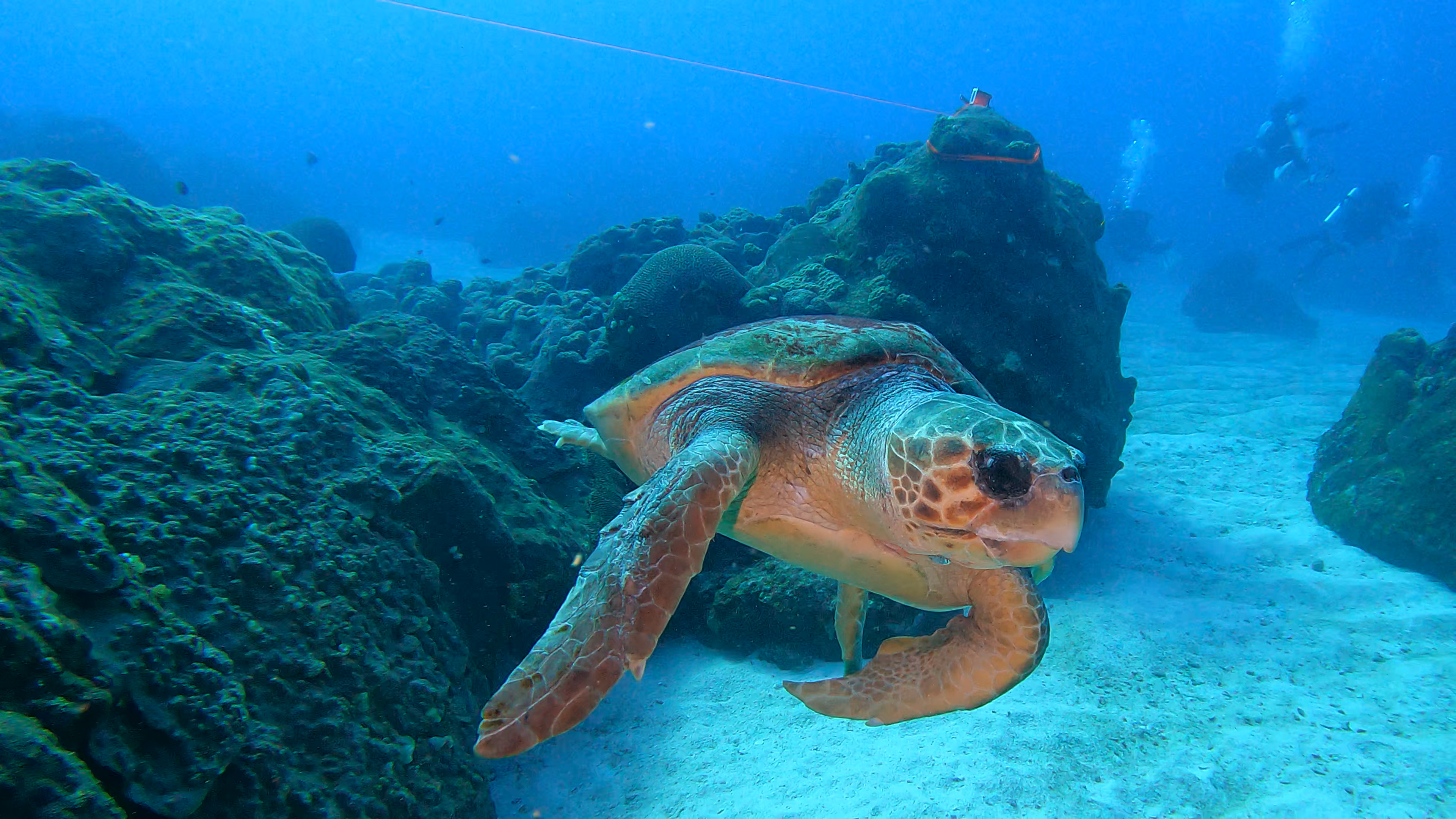 05-adambom-turtle.jpg