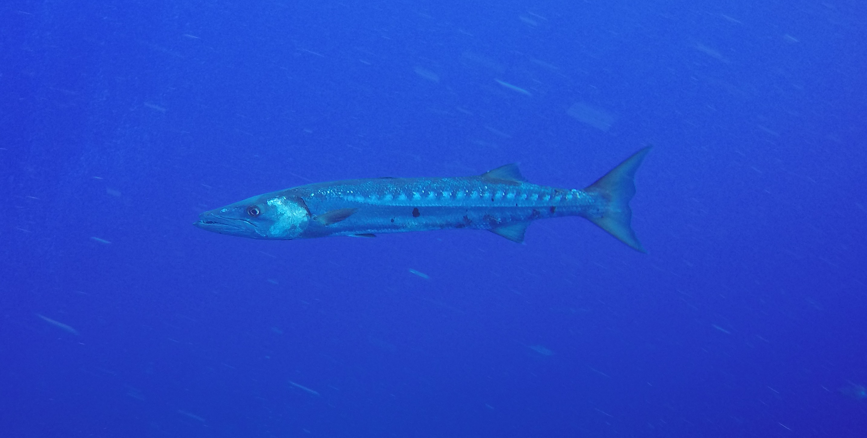 10 - Barracuda.JPG