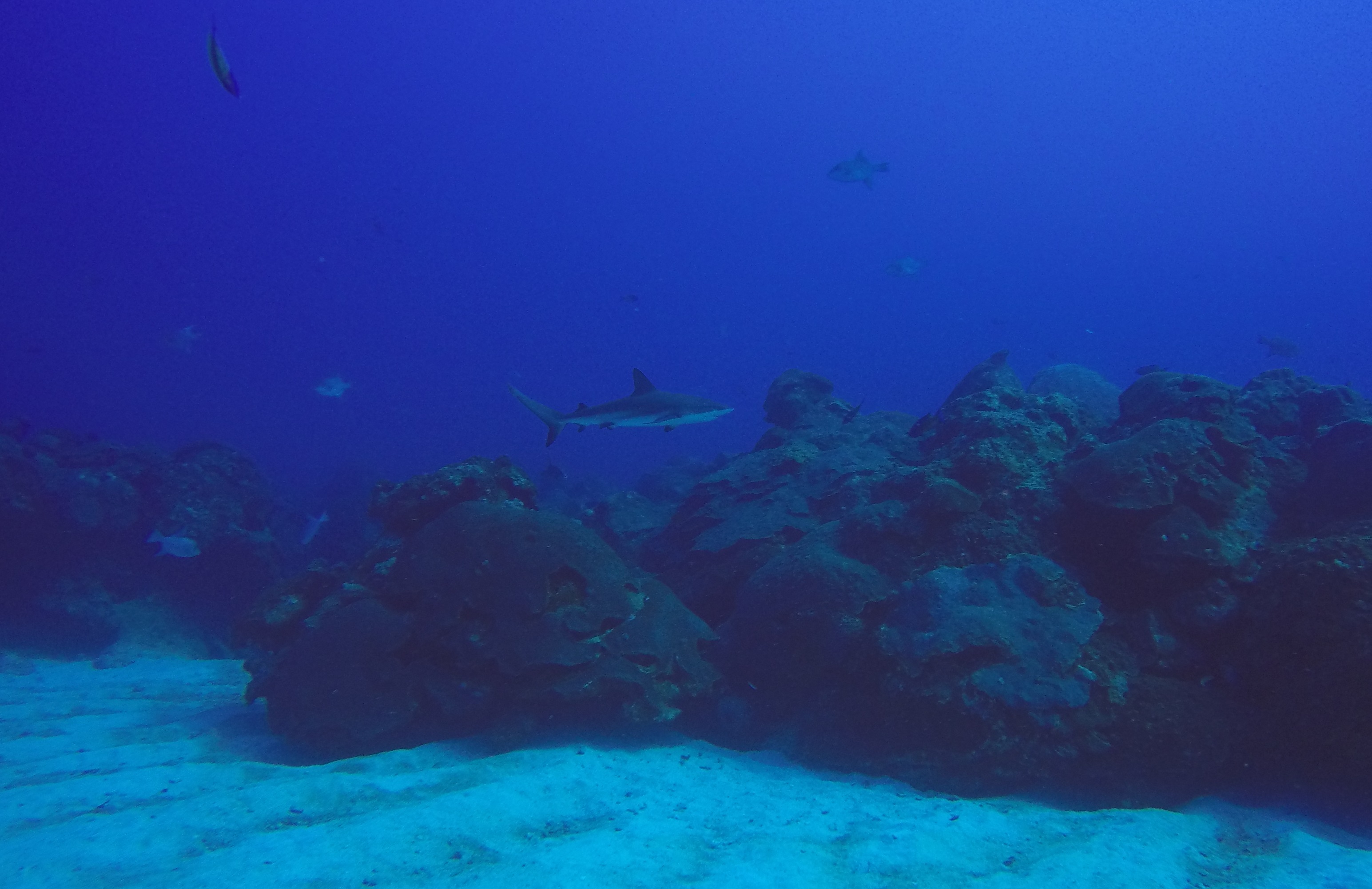 11 - Shark.JPG