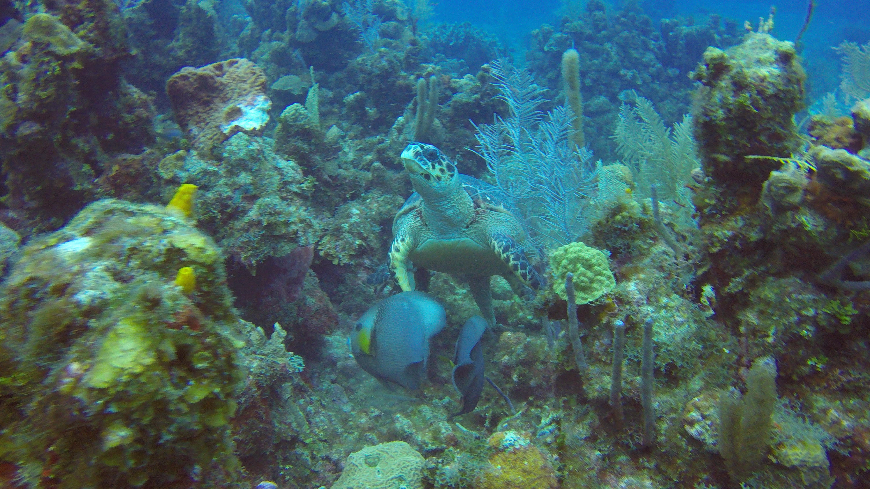 12 - Large turtle