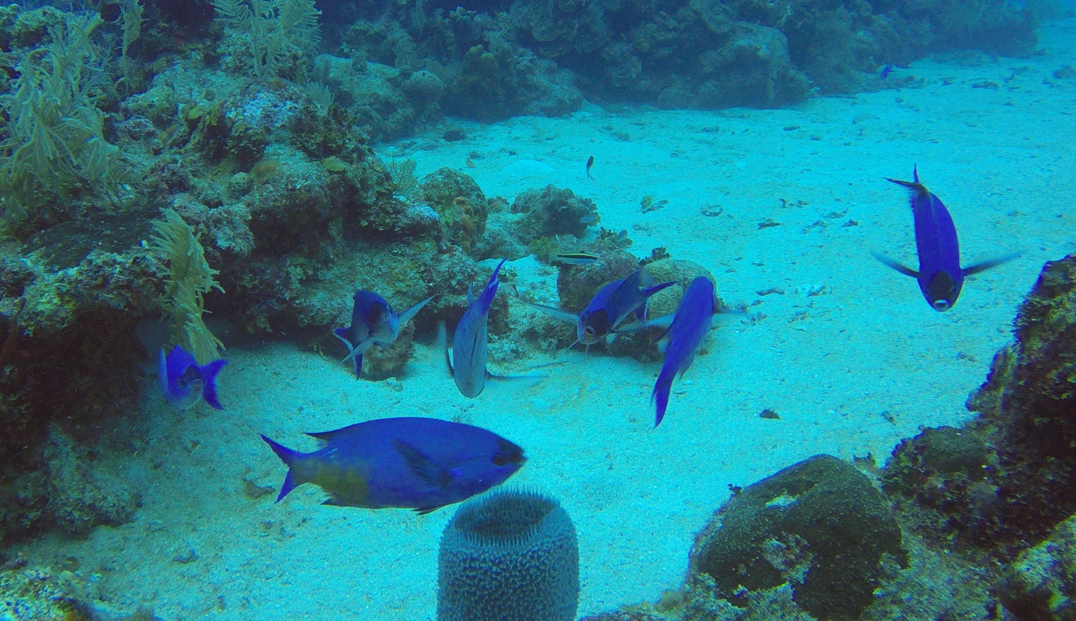 13 - Blue Tang