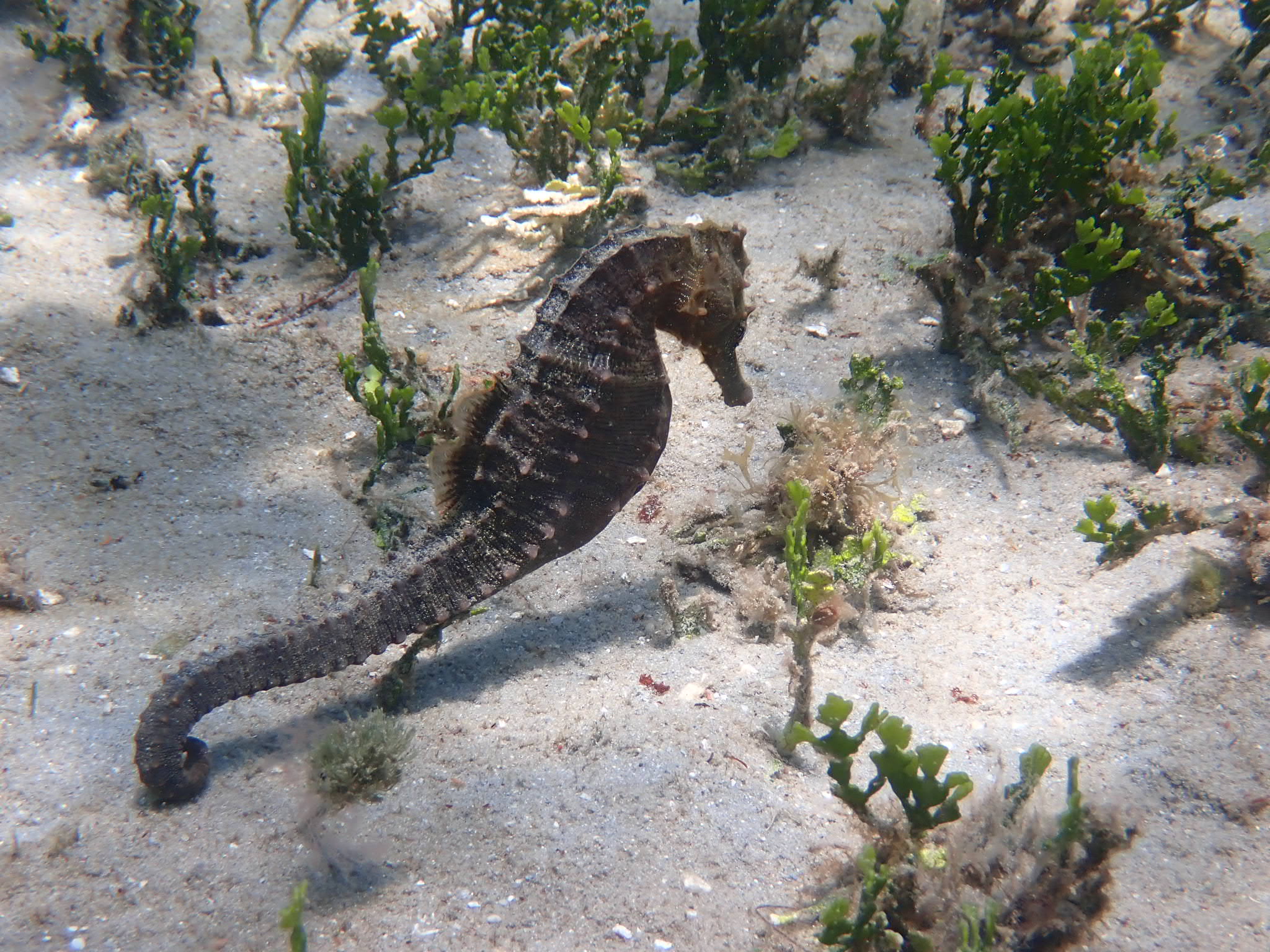 13-deep bubbles-sea horse.JPG