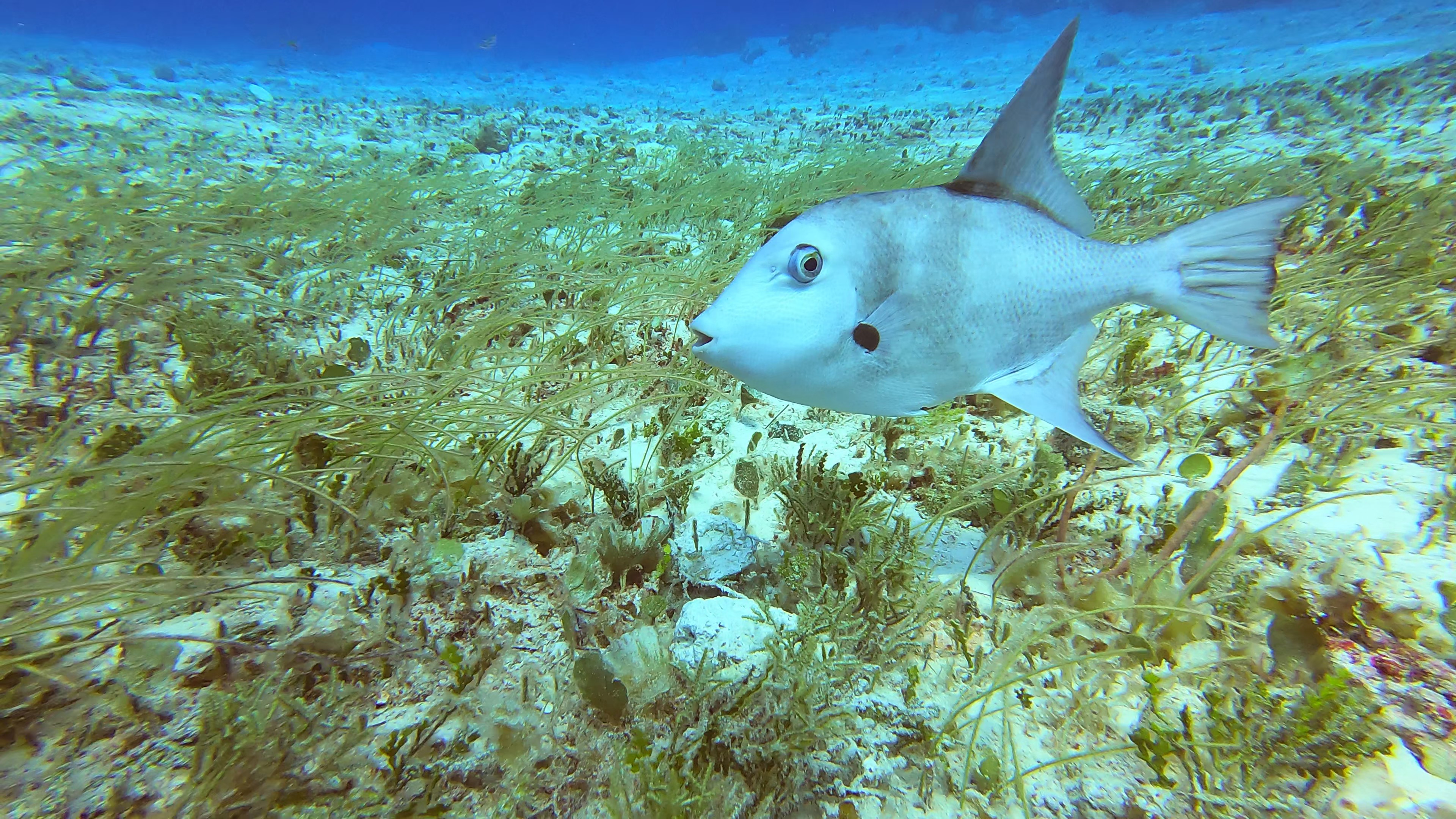 13 - shoals of these on the grasses