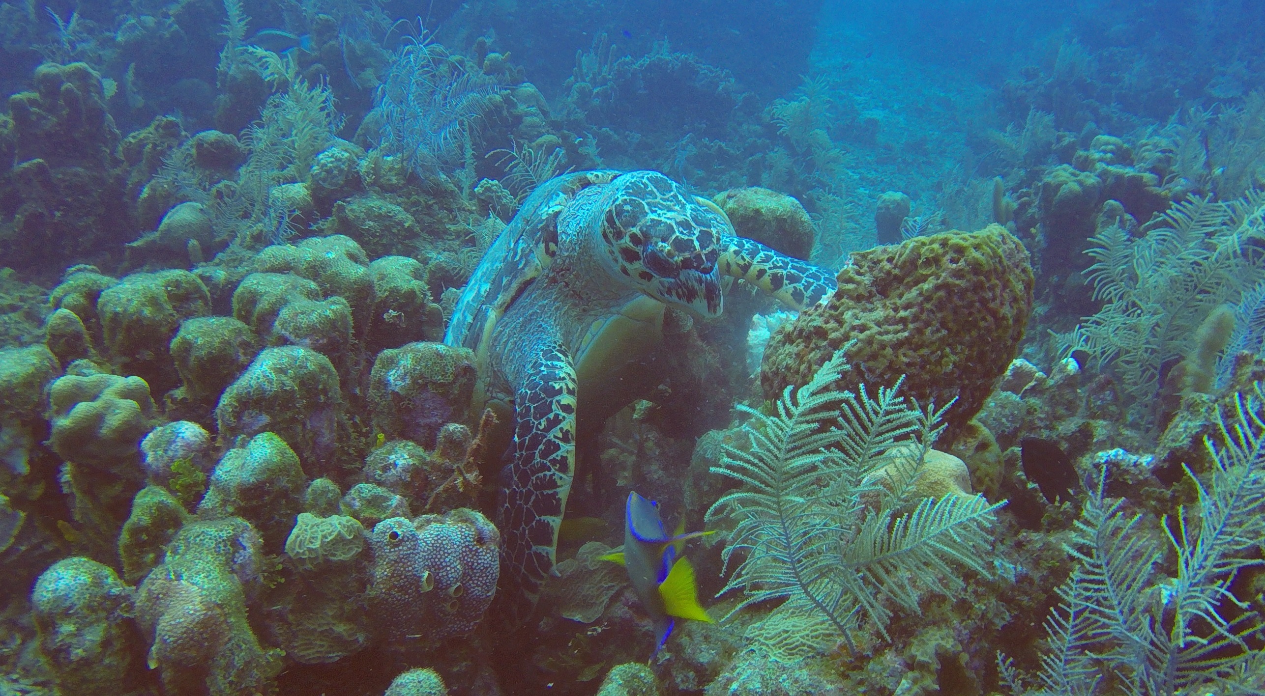 14 - Turtle