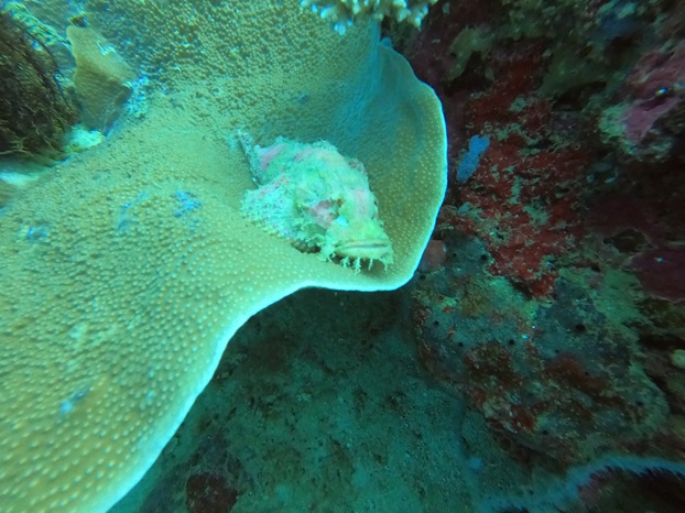 15 - Maybe a Scorpion Fish