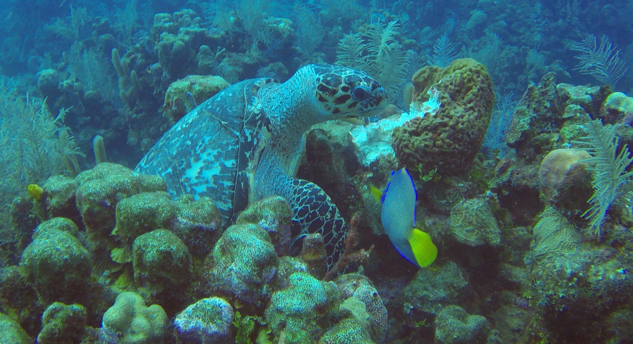 15 - Turtle