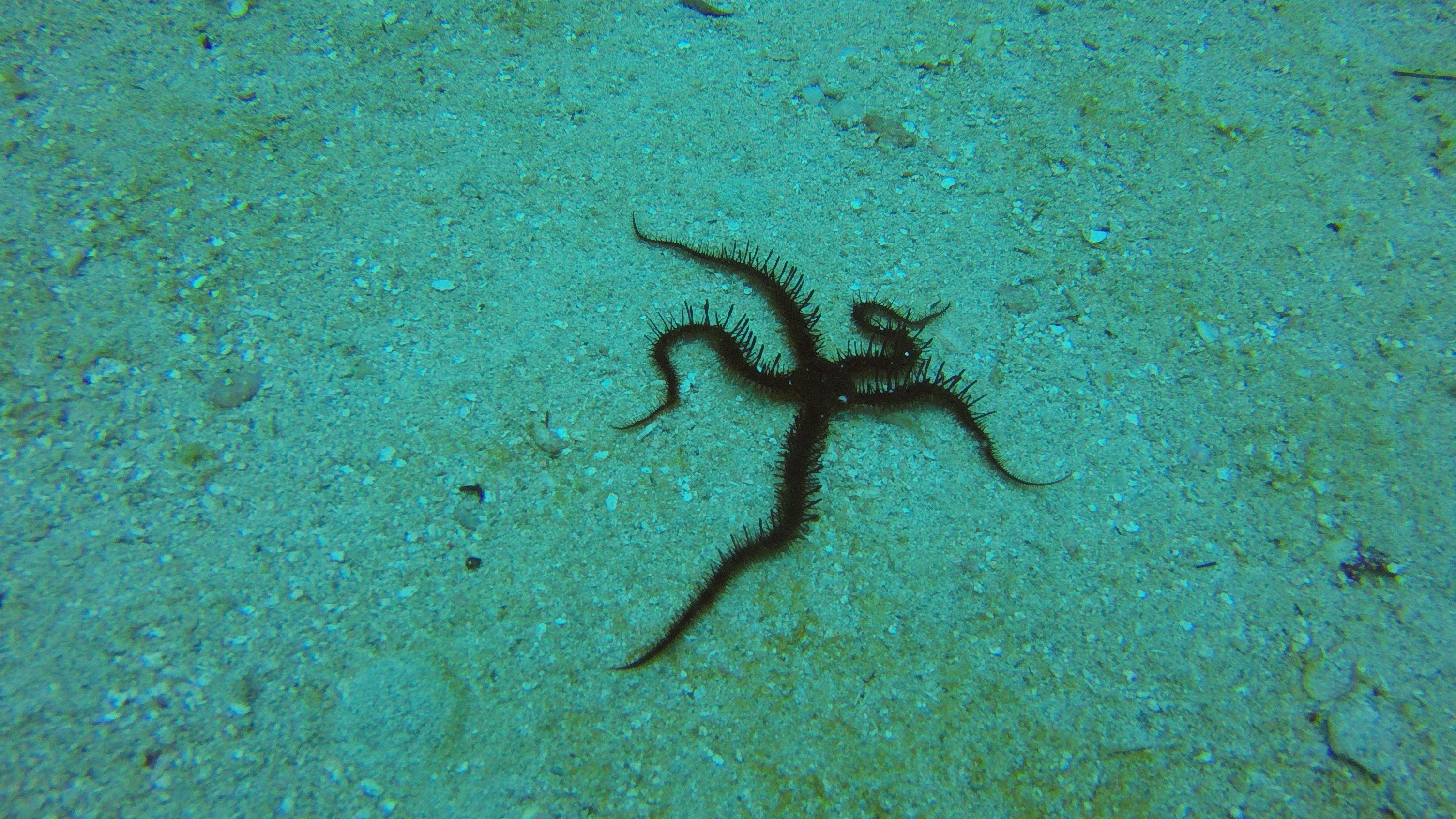 16 - Brittle Starfish