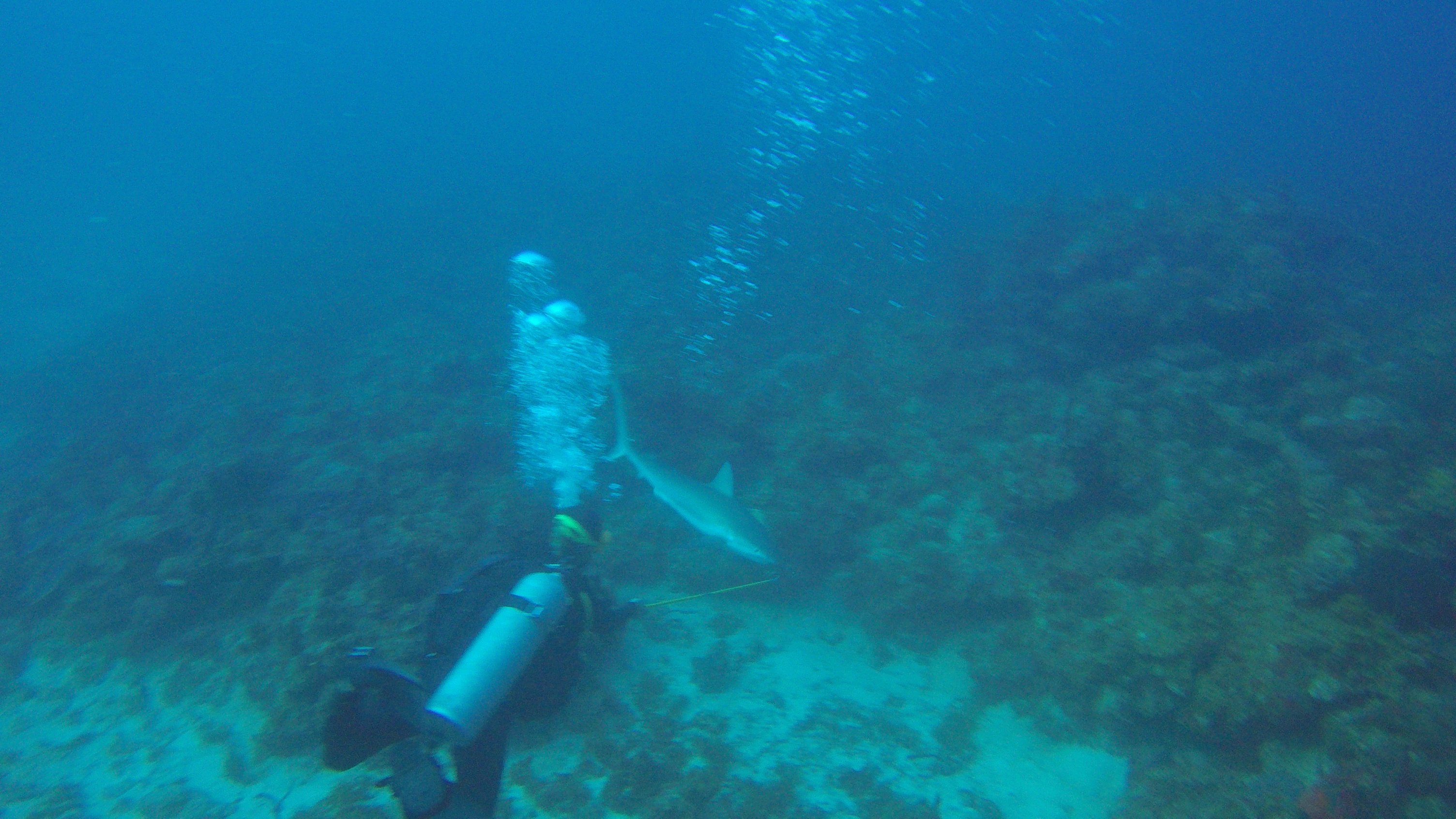 16 - sharks off St Thomas.JPG
