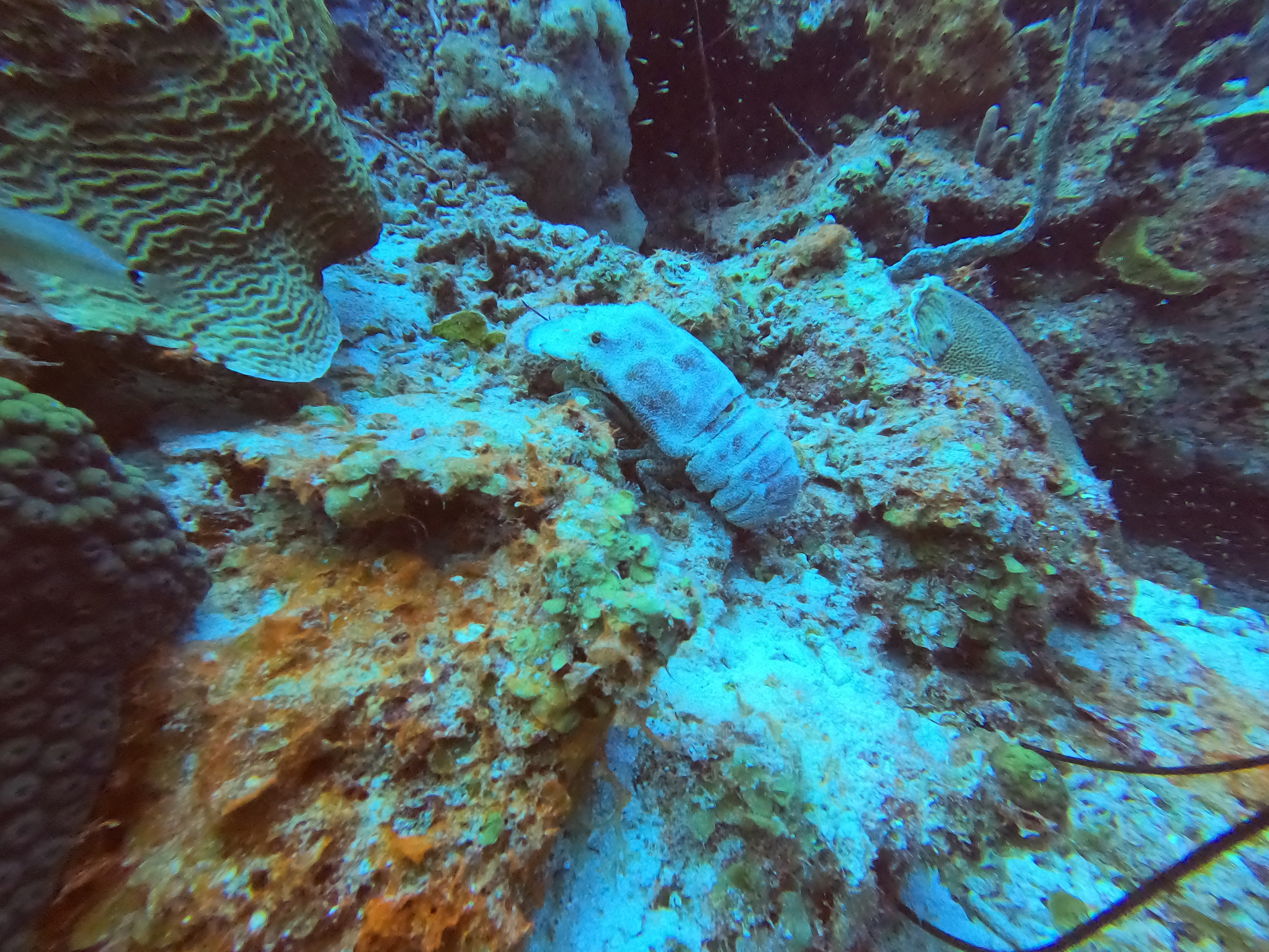 17 - Lobster at Kokomo.JPG