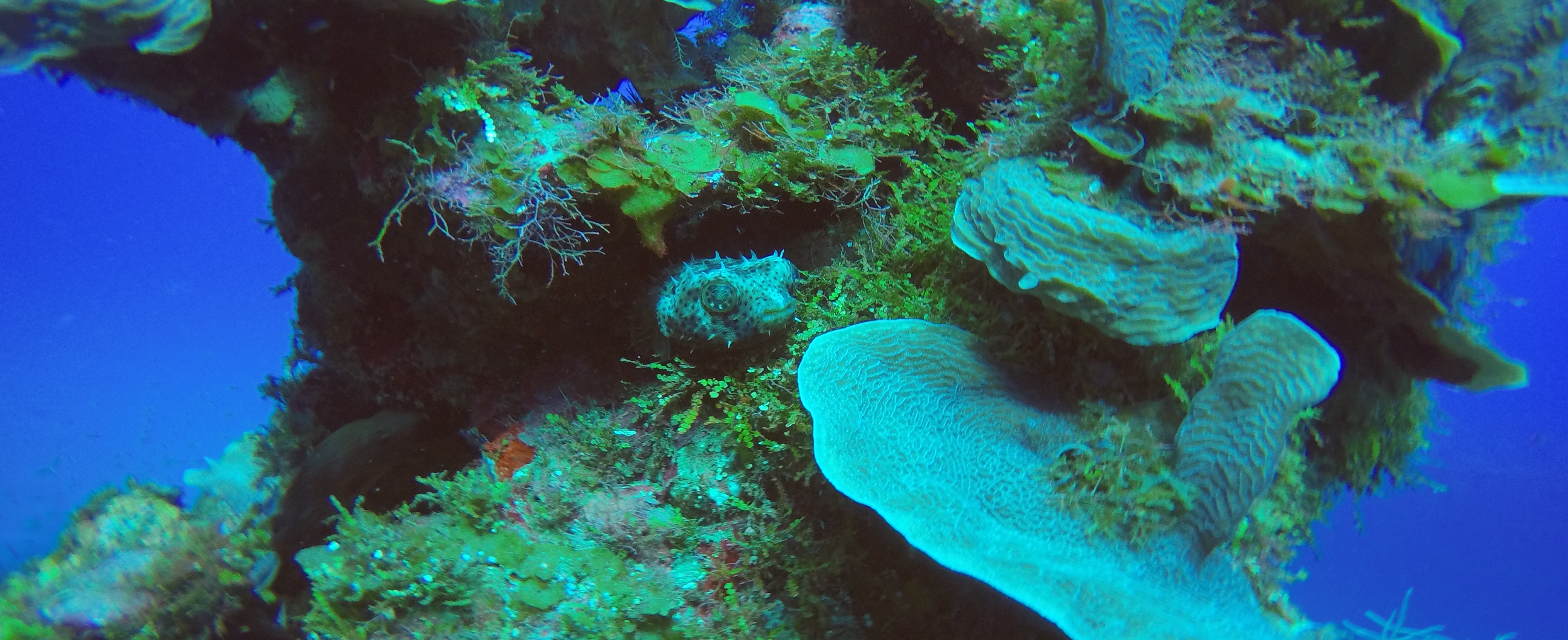 17 - Small Puffer