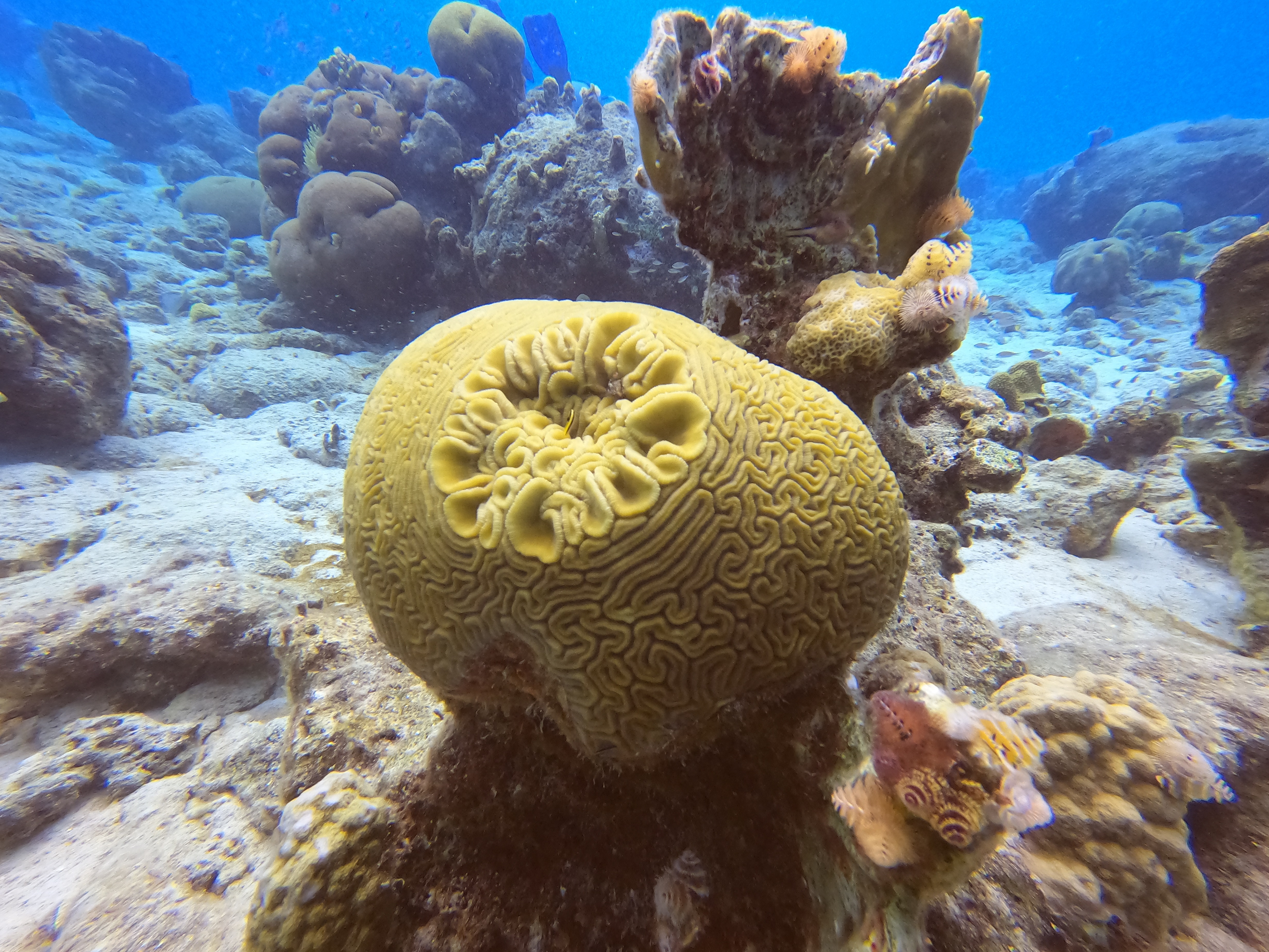 18 - Brain coral at Kokomo.JPG