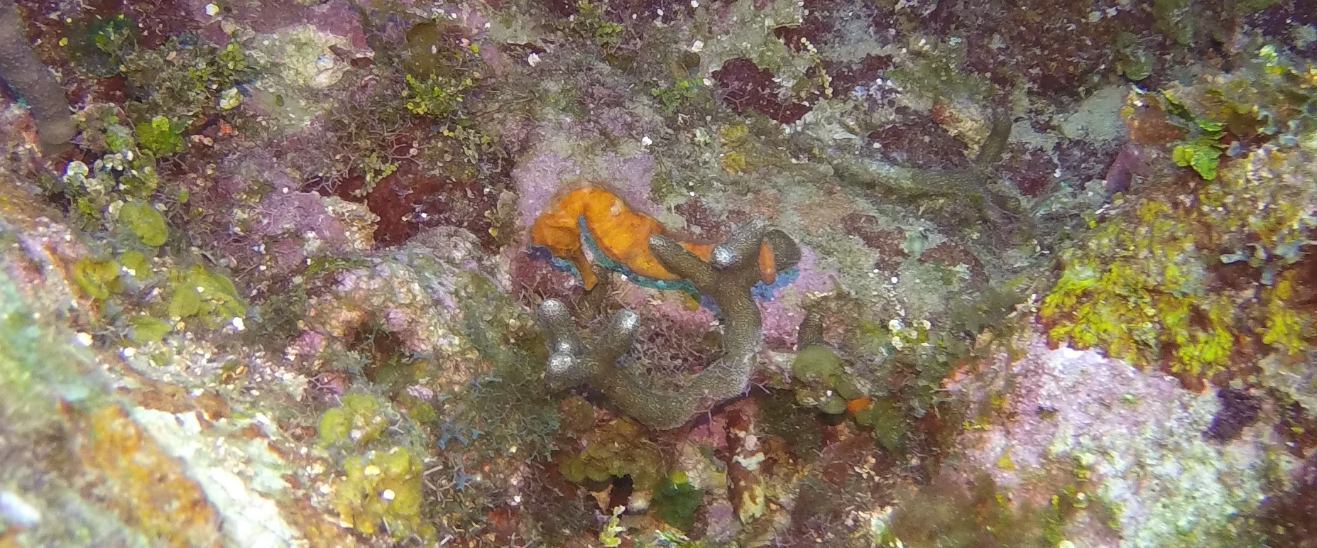 18 - Seahorse