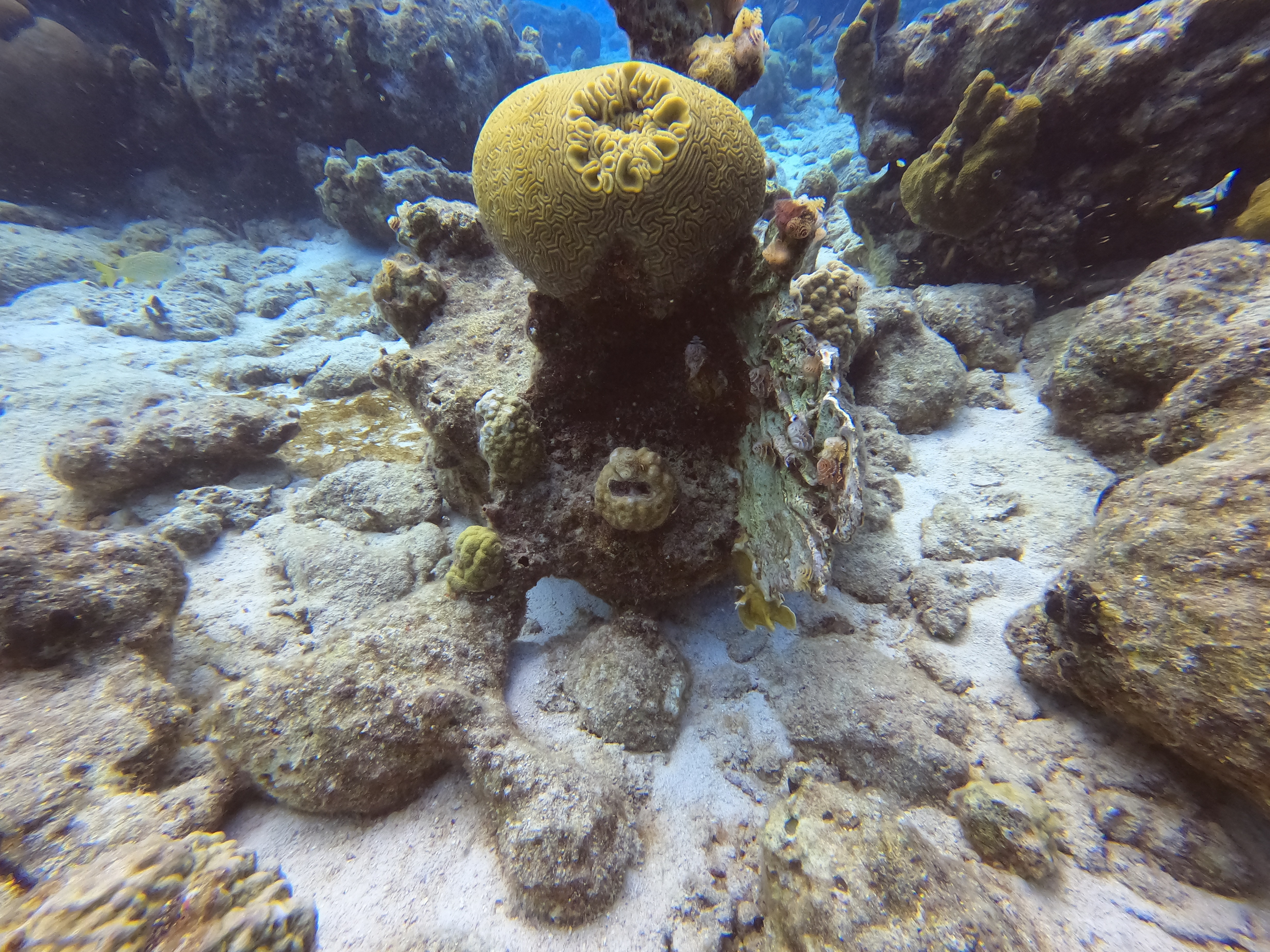 19 - Brain coral at Kokomo.JPG