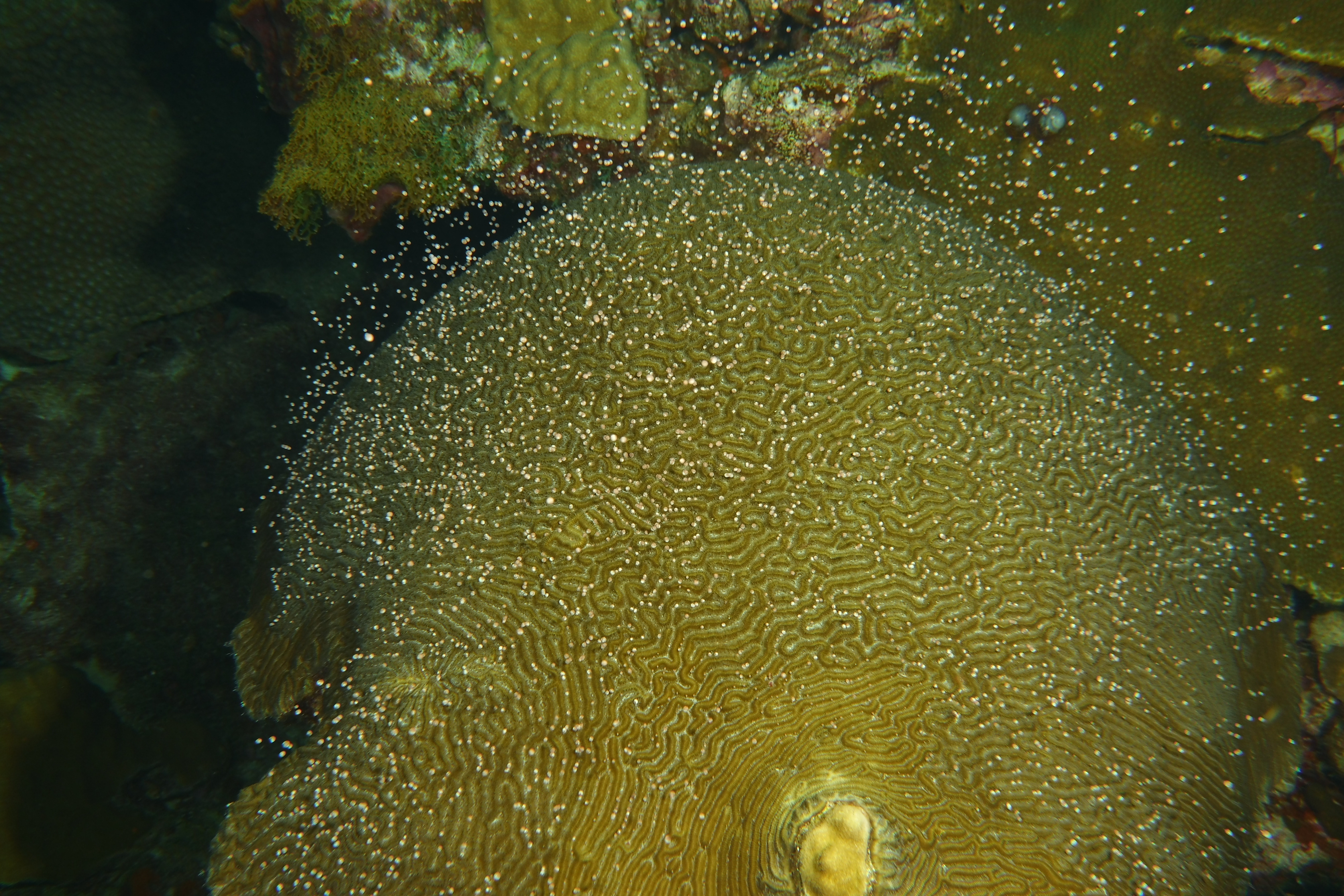 20-cajundiver-brain coral spawning.JPG
