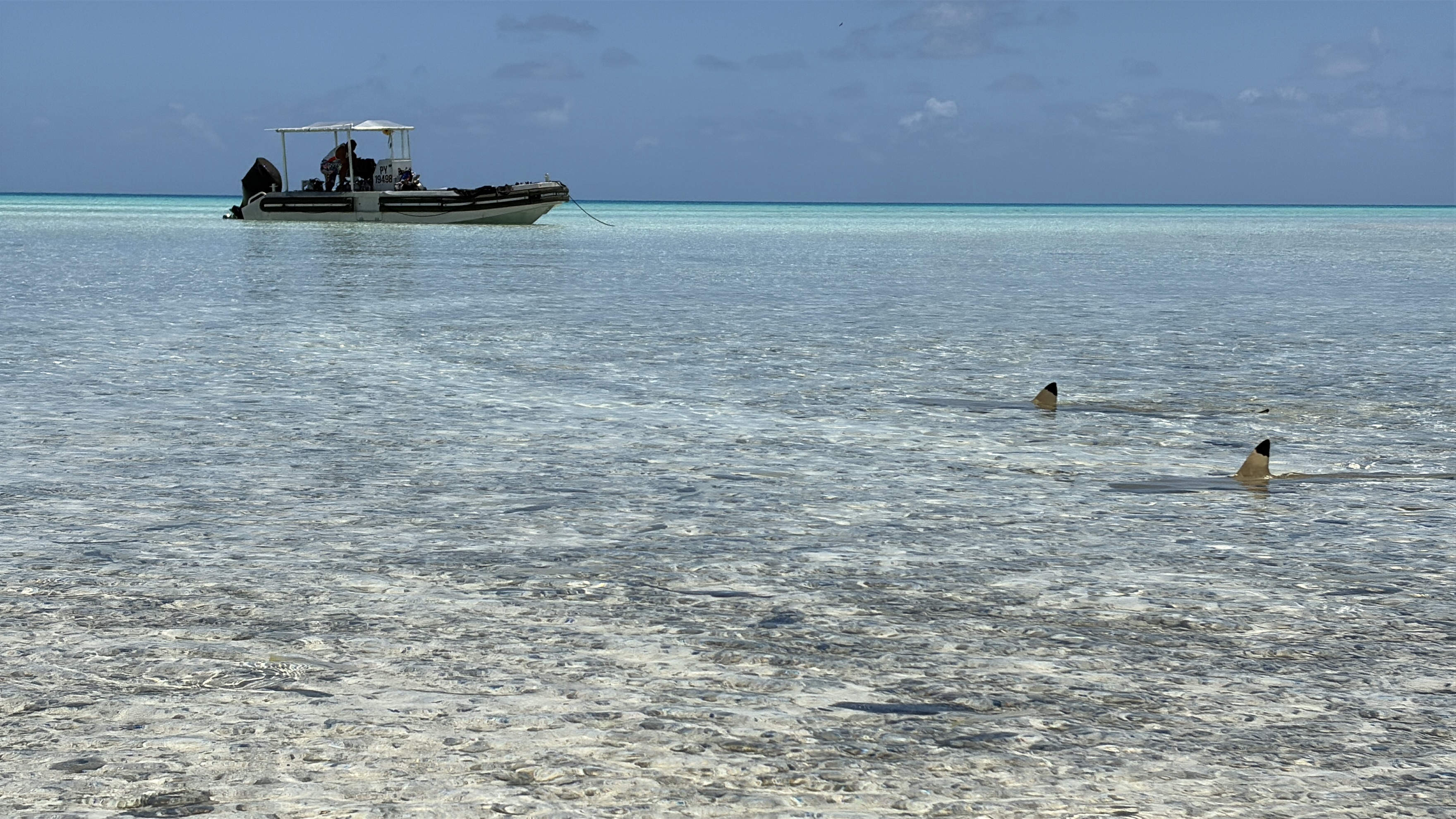 2025 1010 Fakarava SouthPass BlackTipShark2*.jpg