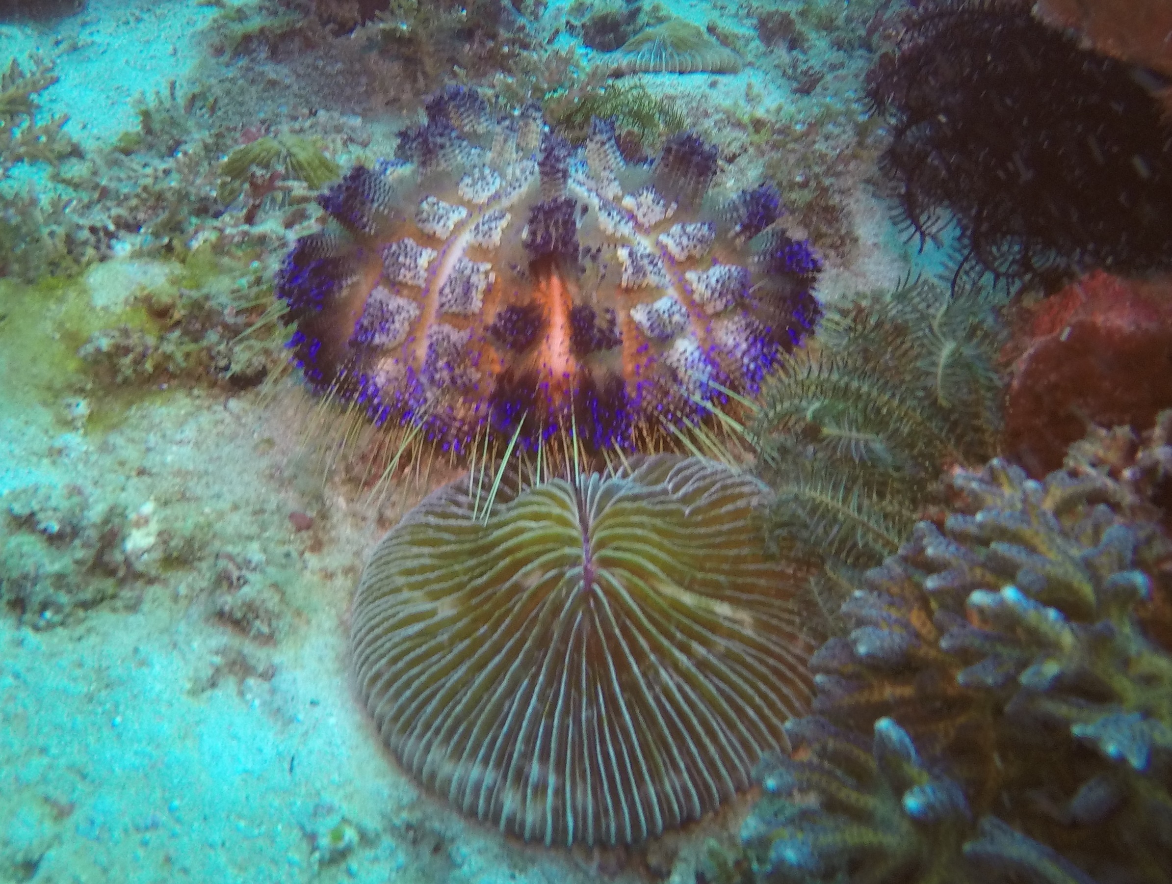 21  Urchin