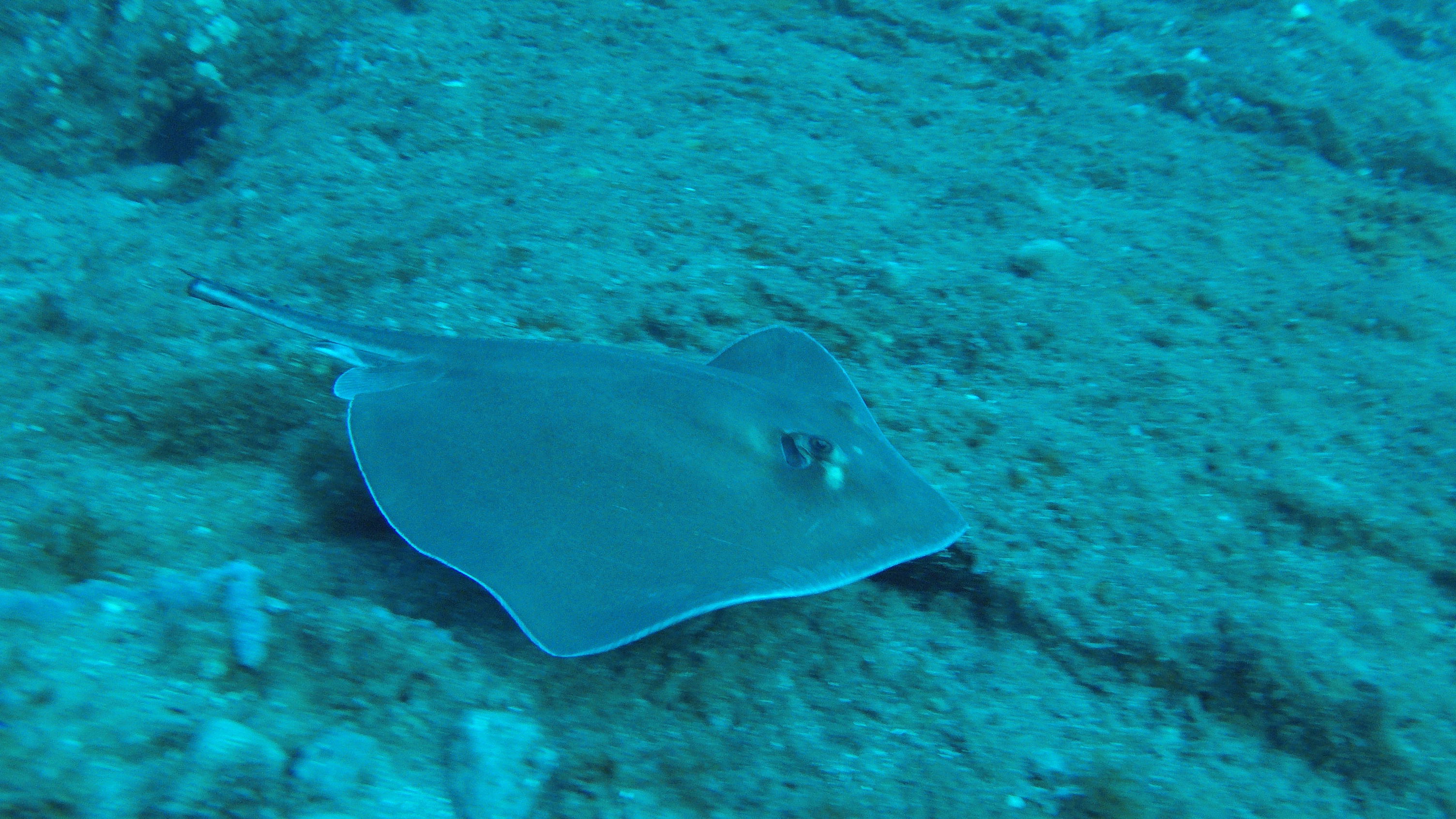 24 - Ray (less tail).JPG