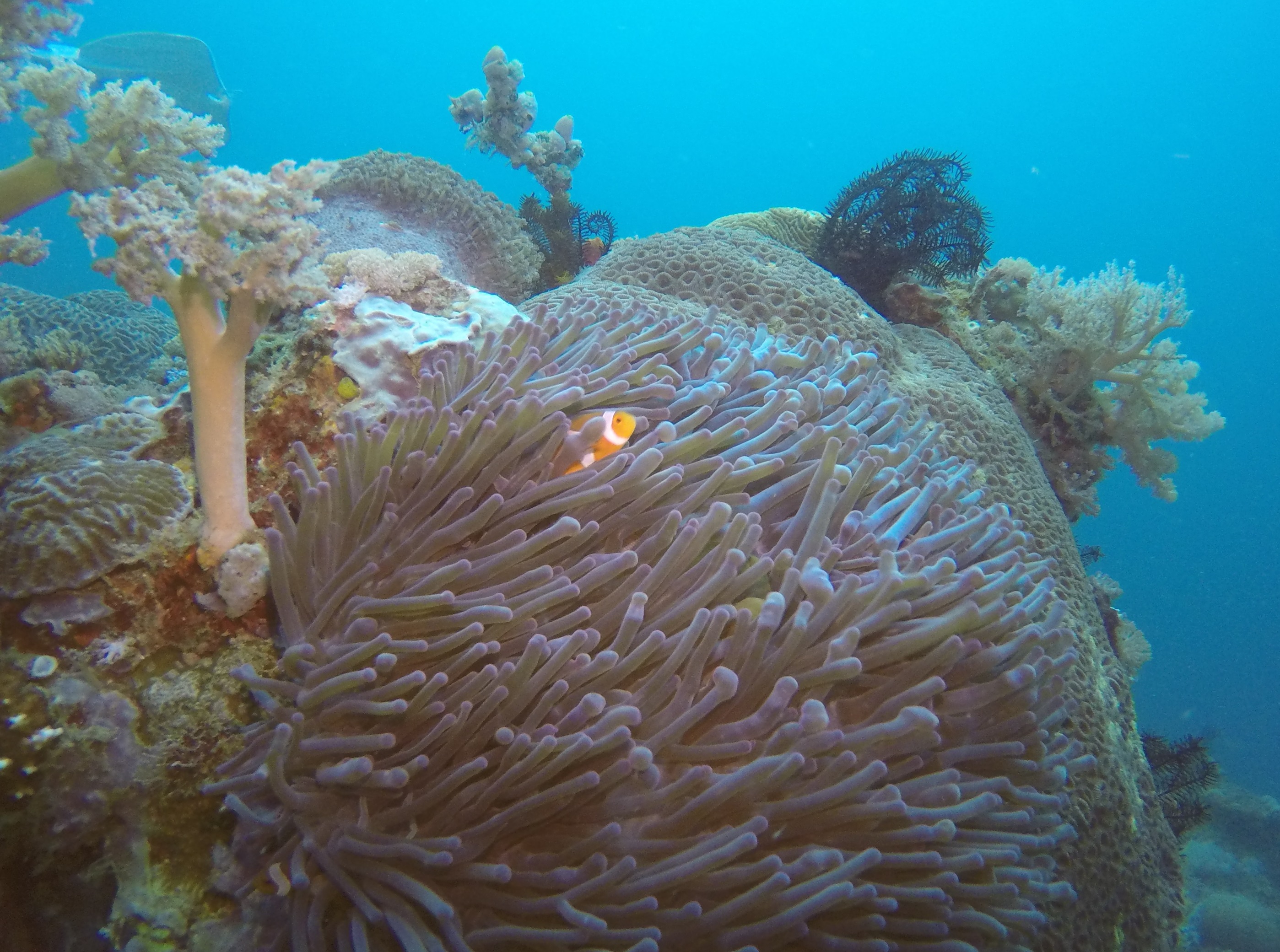 26  Clown Fish