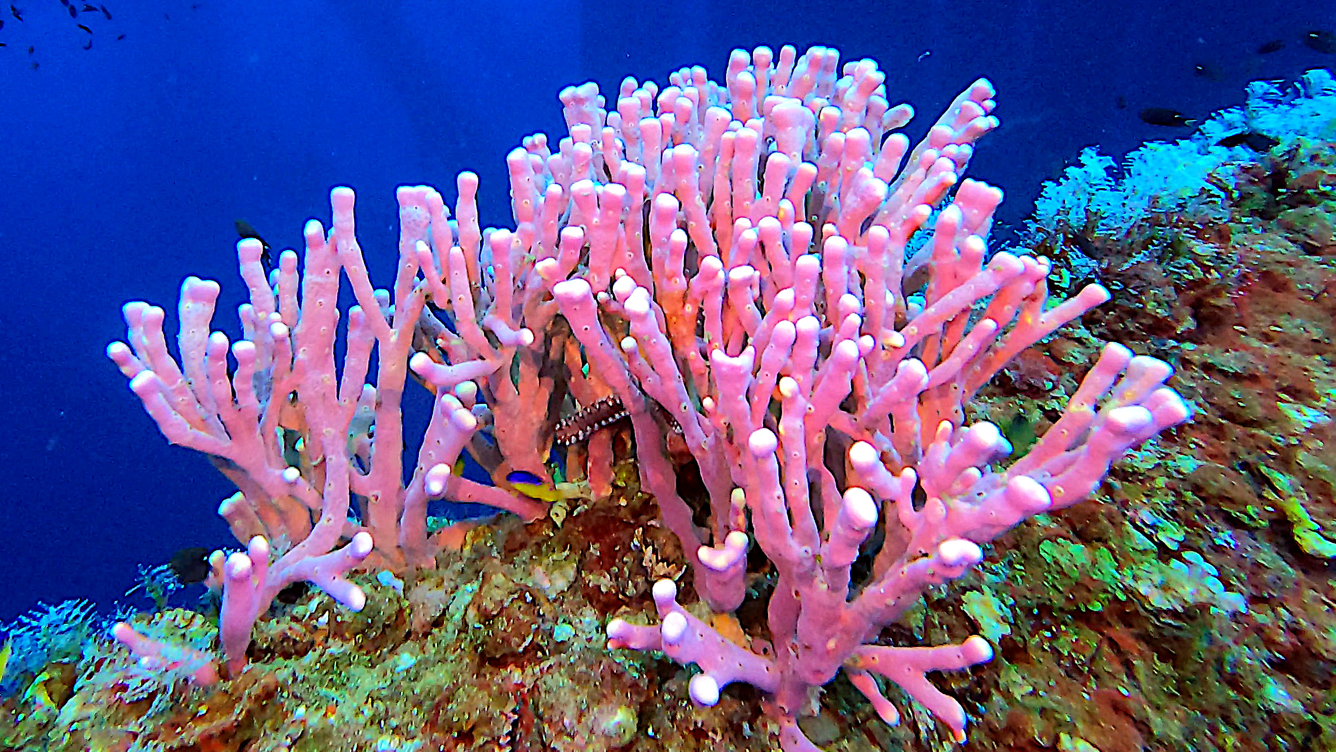 27-reefhound-coral candy.jpg