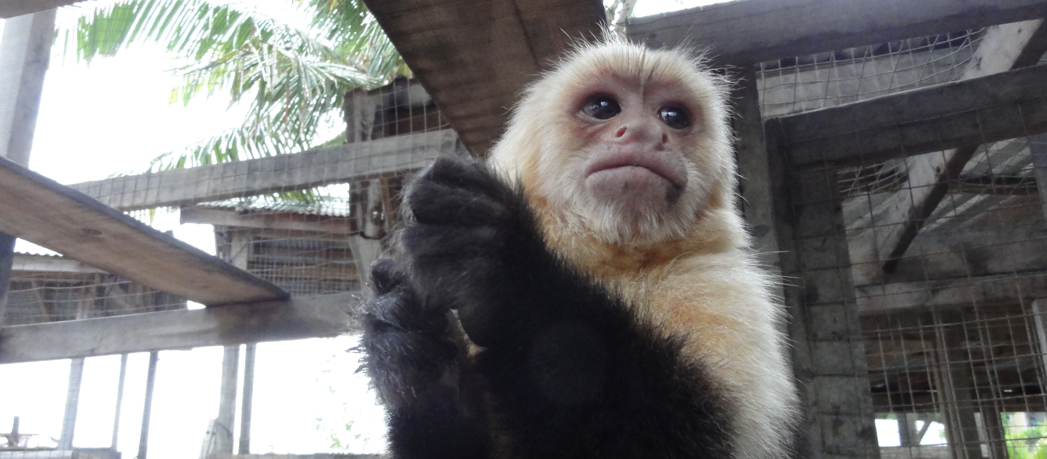 30 - Monkey business at French Cay