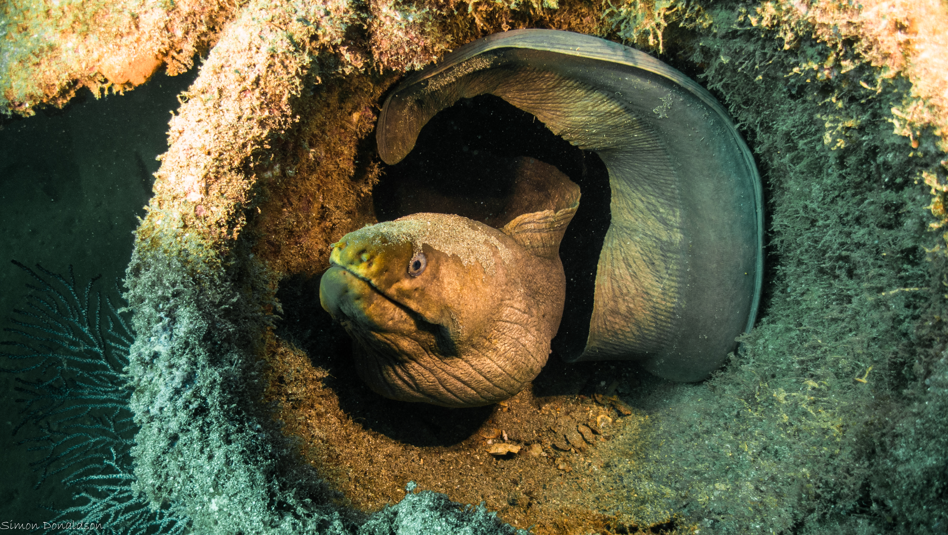 31-legobloxs-green moray.jpg