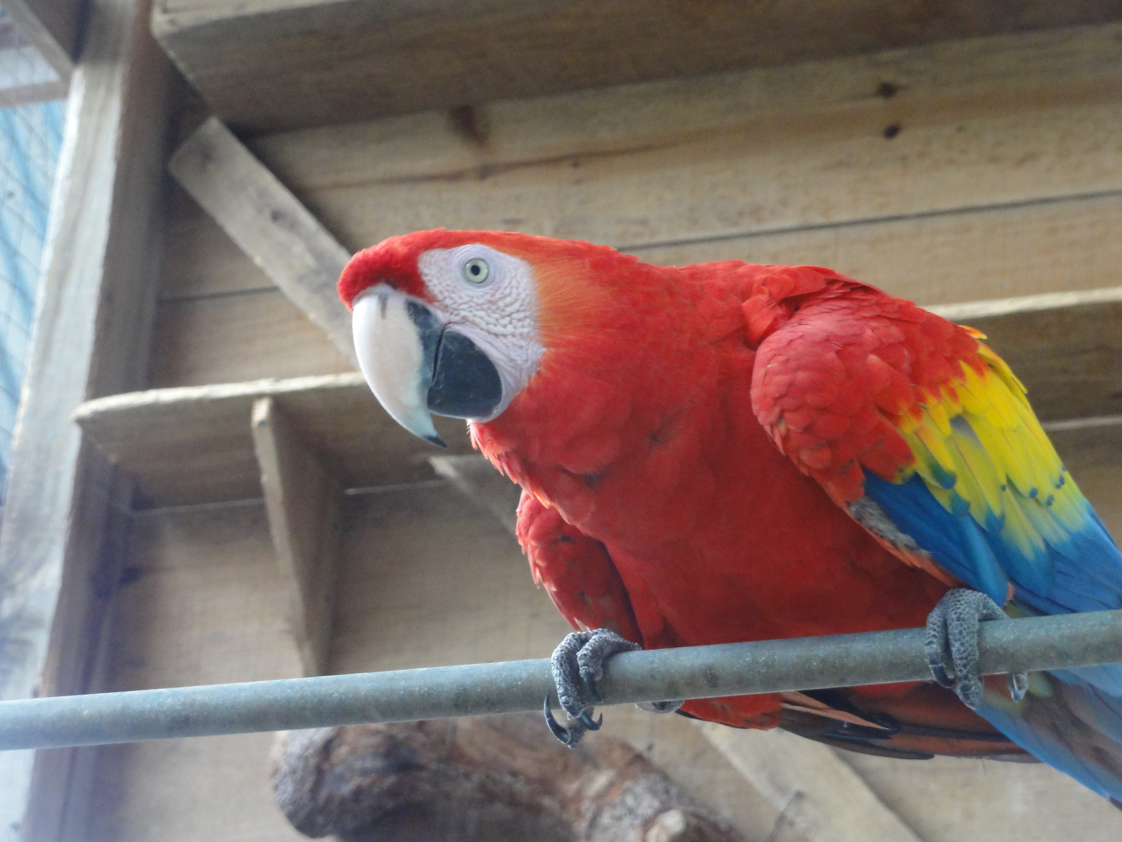 31 - Macaw