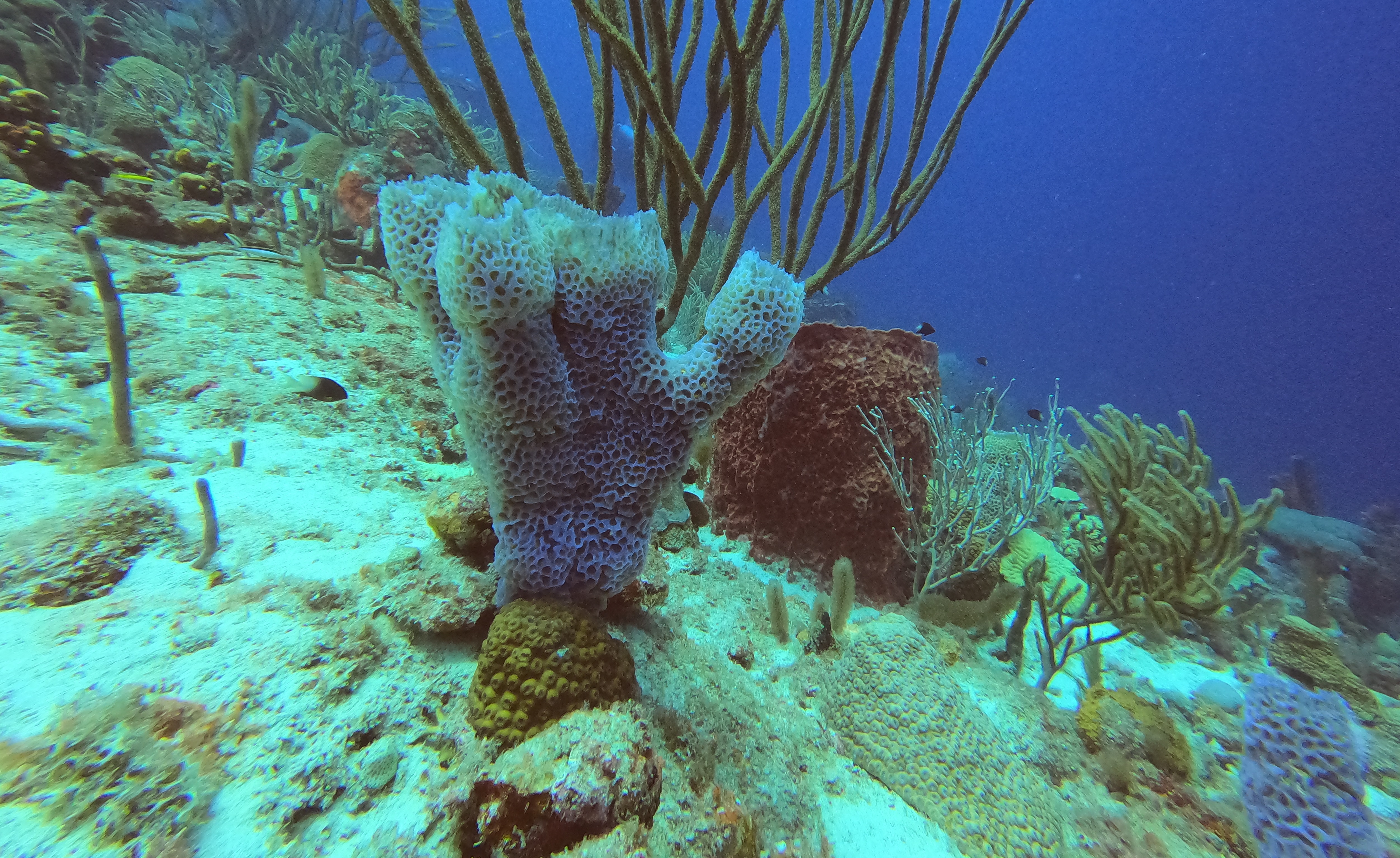 33 - Colorful corals at Watamula.JPG