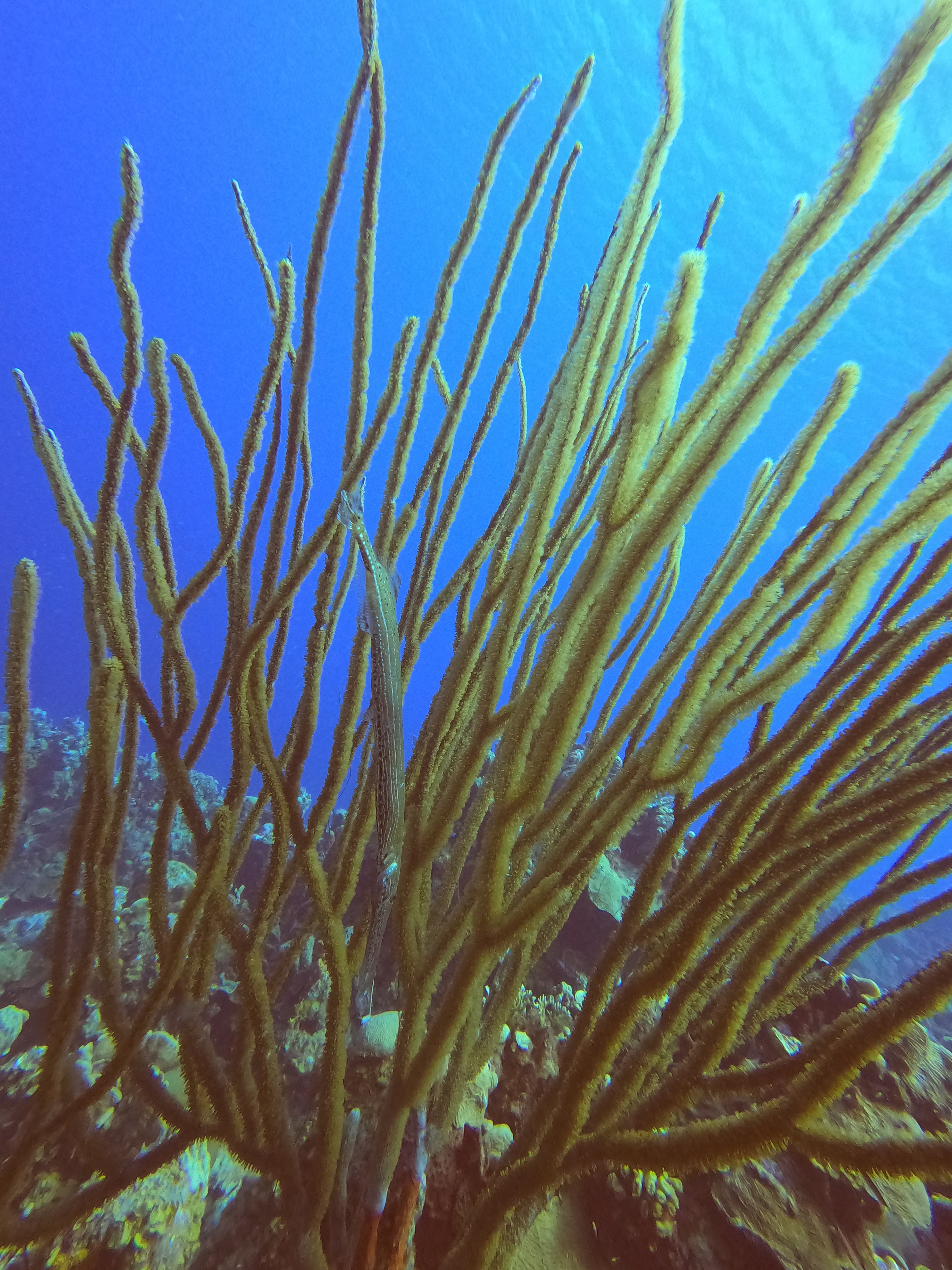 34 - Trombone fish hiding at Piskado dive site.JPG