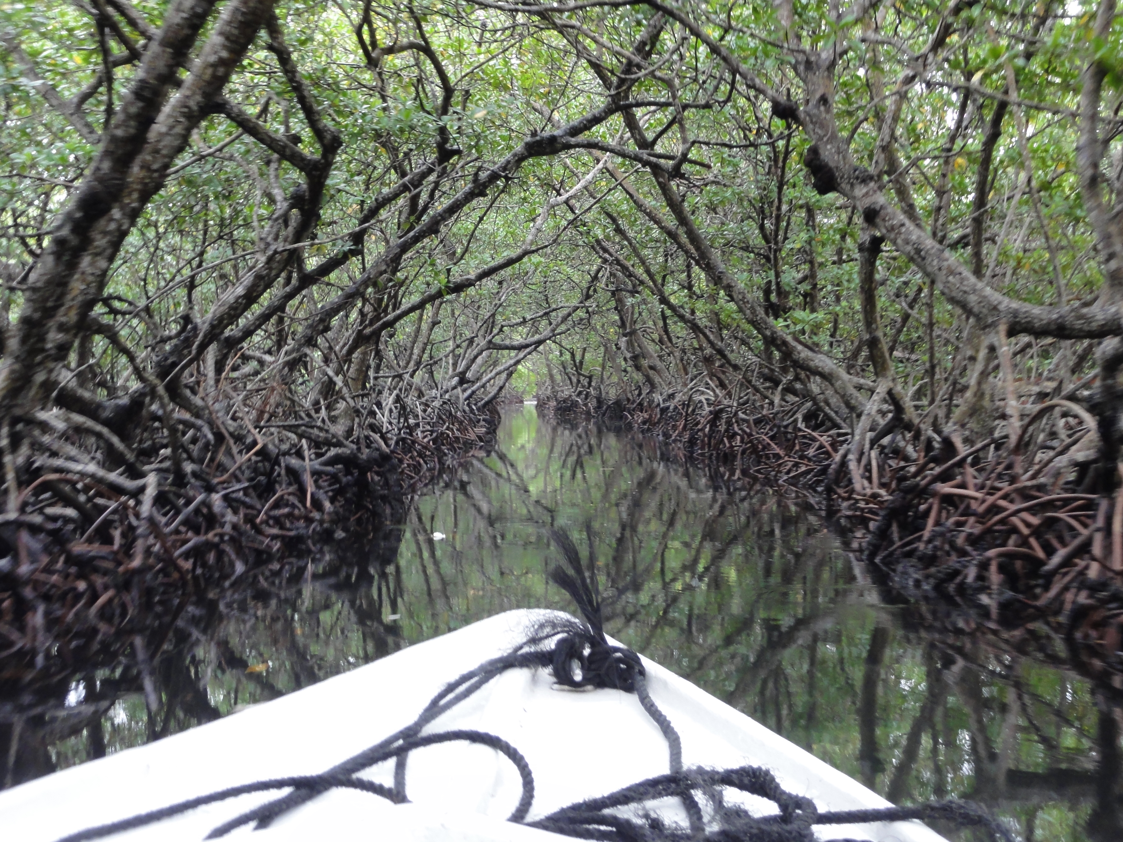 39 - Mangroves