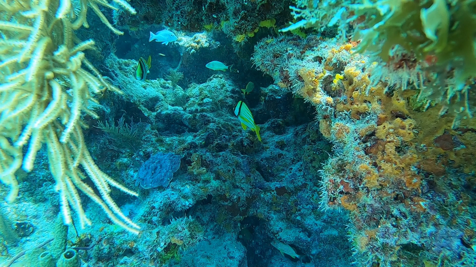 3D Reef