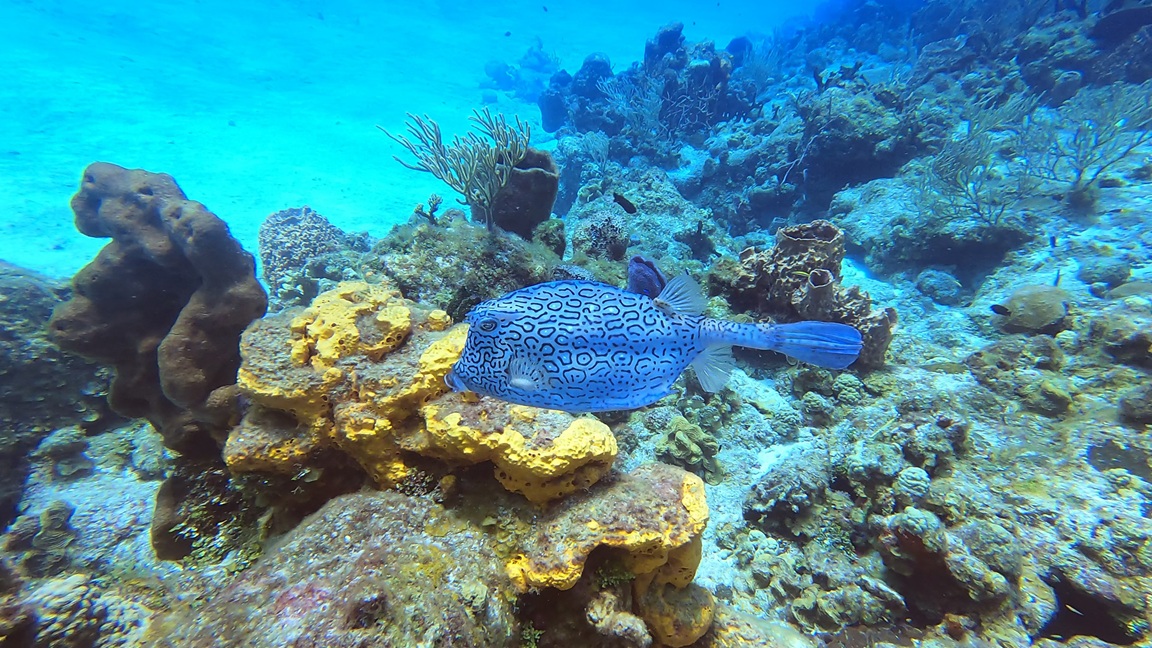 6 - Trunkfish