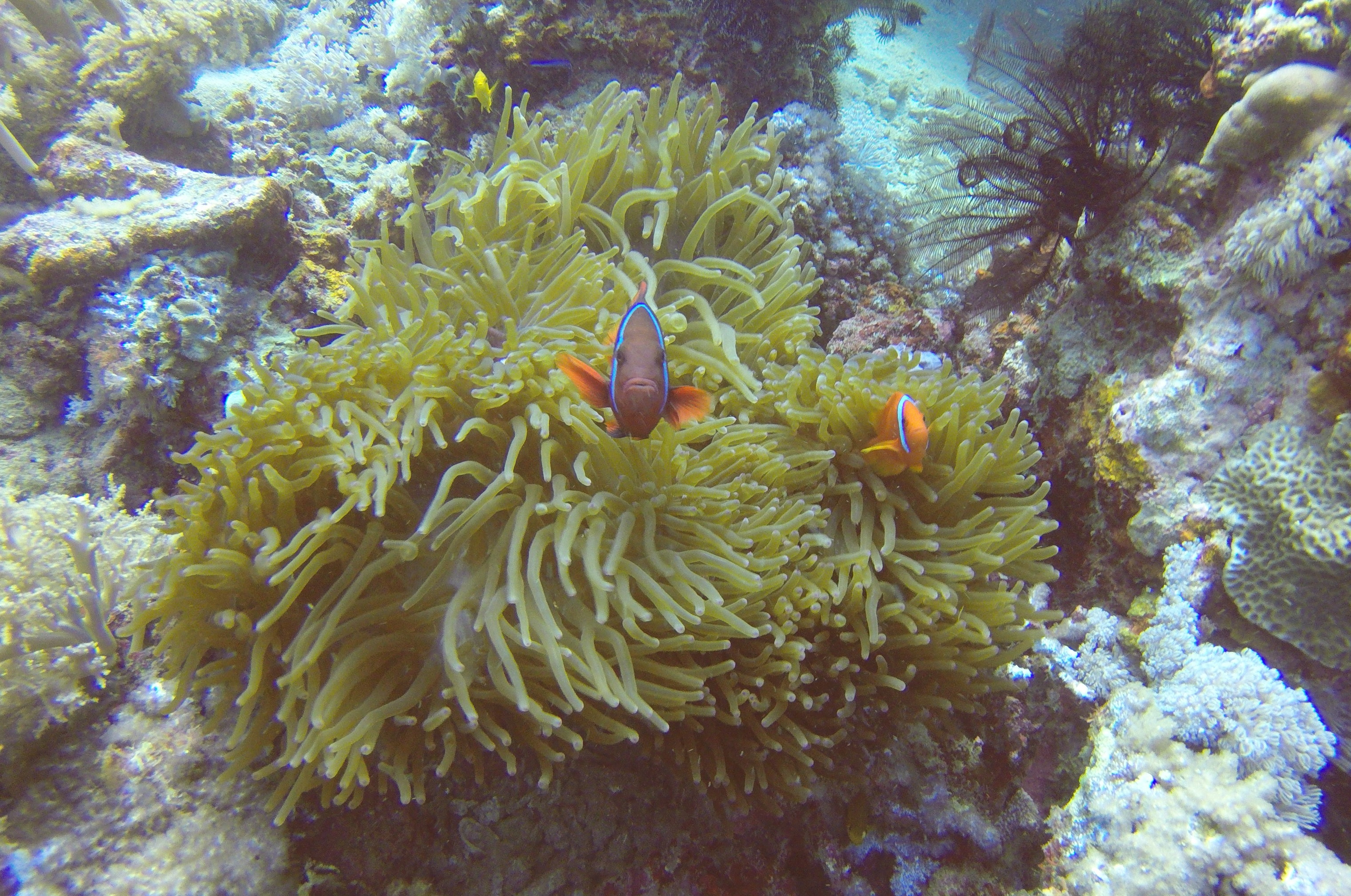 7  Clown Fish