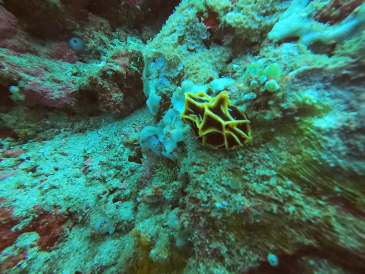 7 - Nudi
