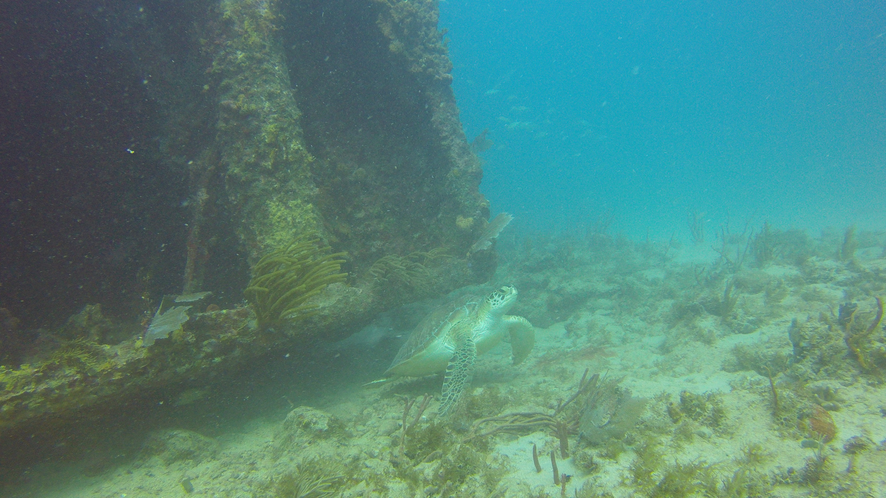 7 - turtle on Navy Barges wrecks.JPG