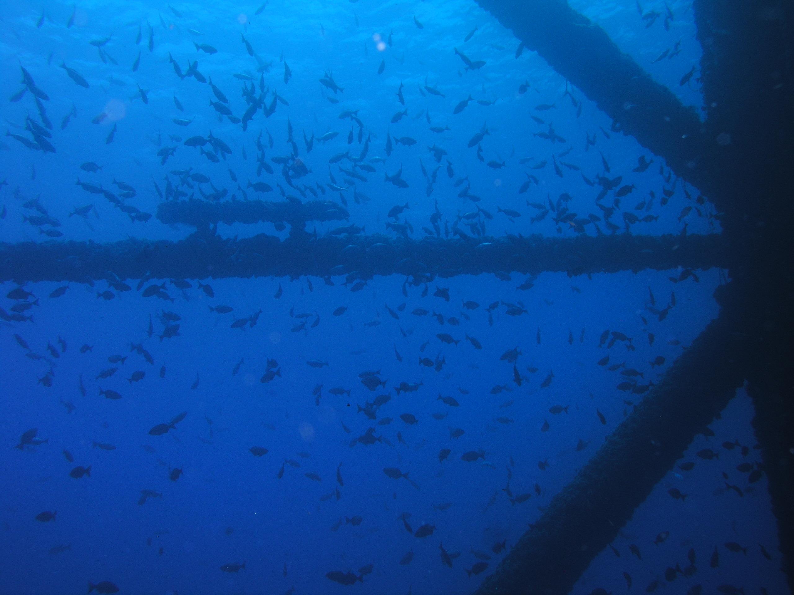 a few fish