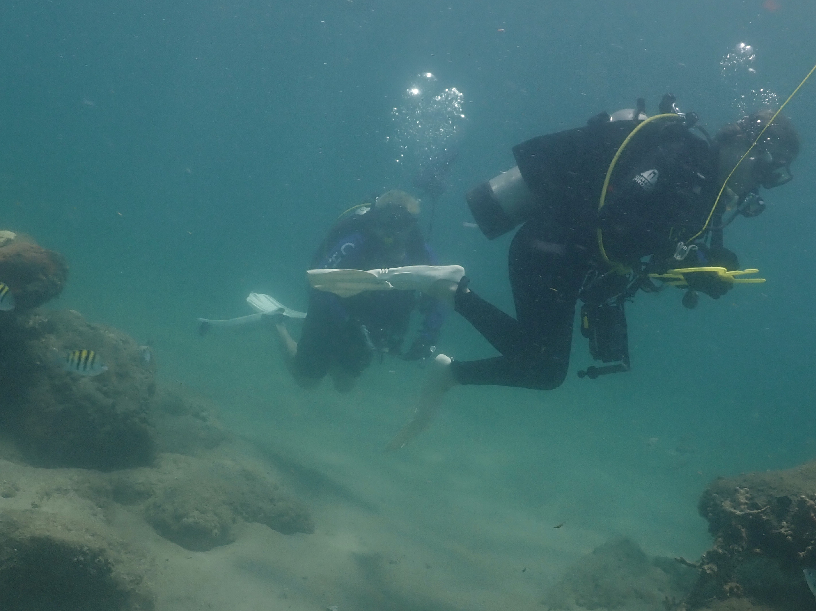 A sighting of the reefmonkeys