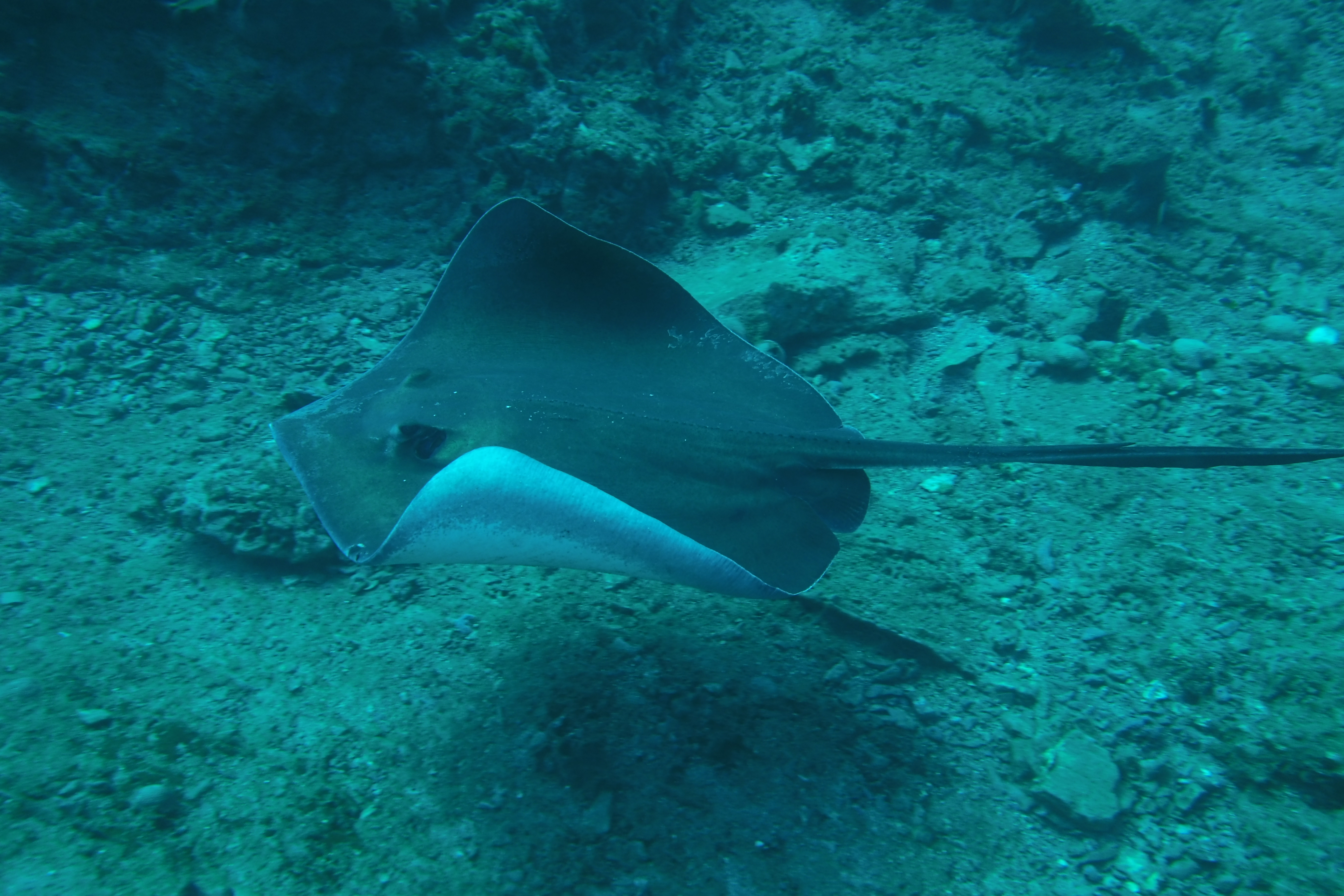 A swimming Stingray