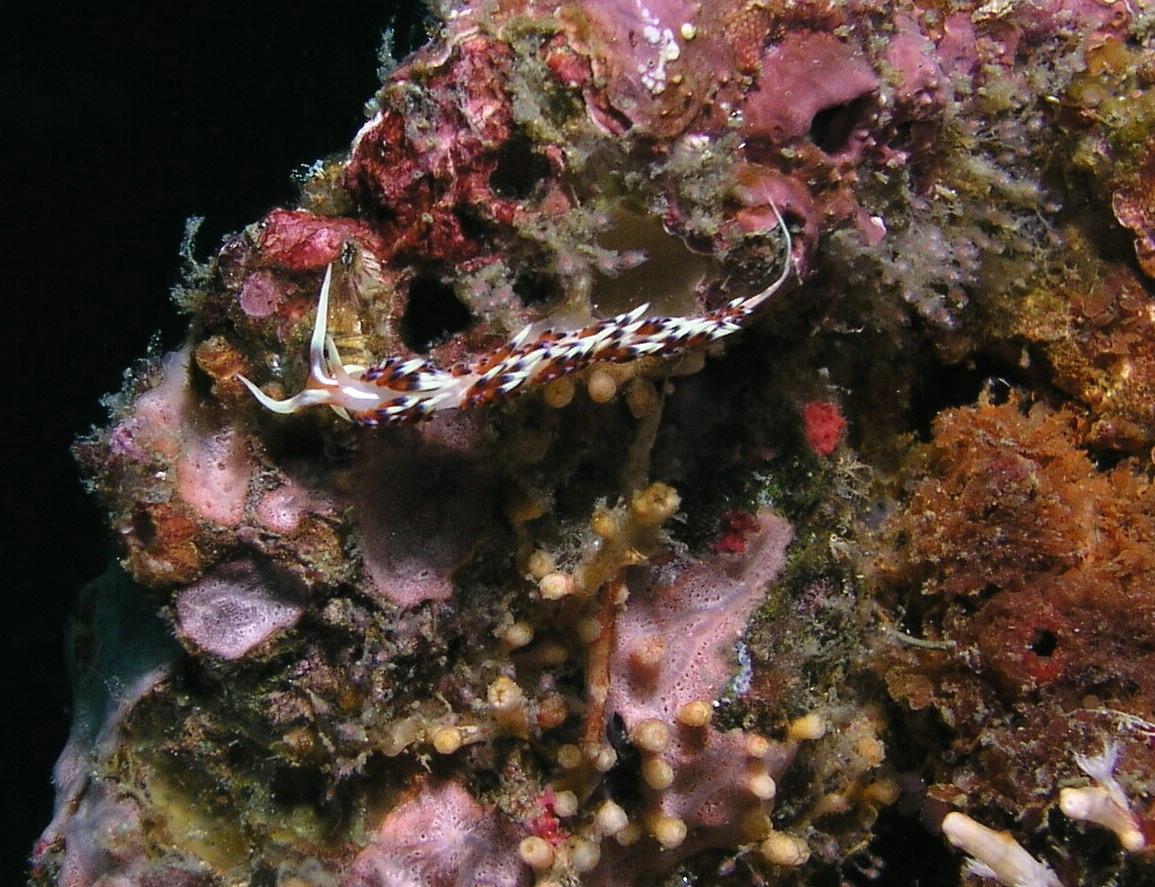 a very flamboyant nudi