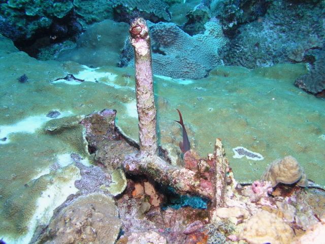 anchor being reclaimed by the reef