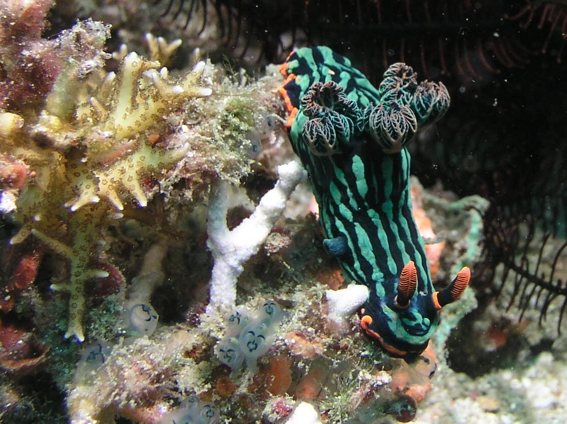 and more nudis