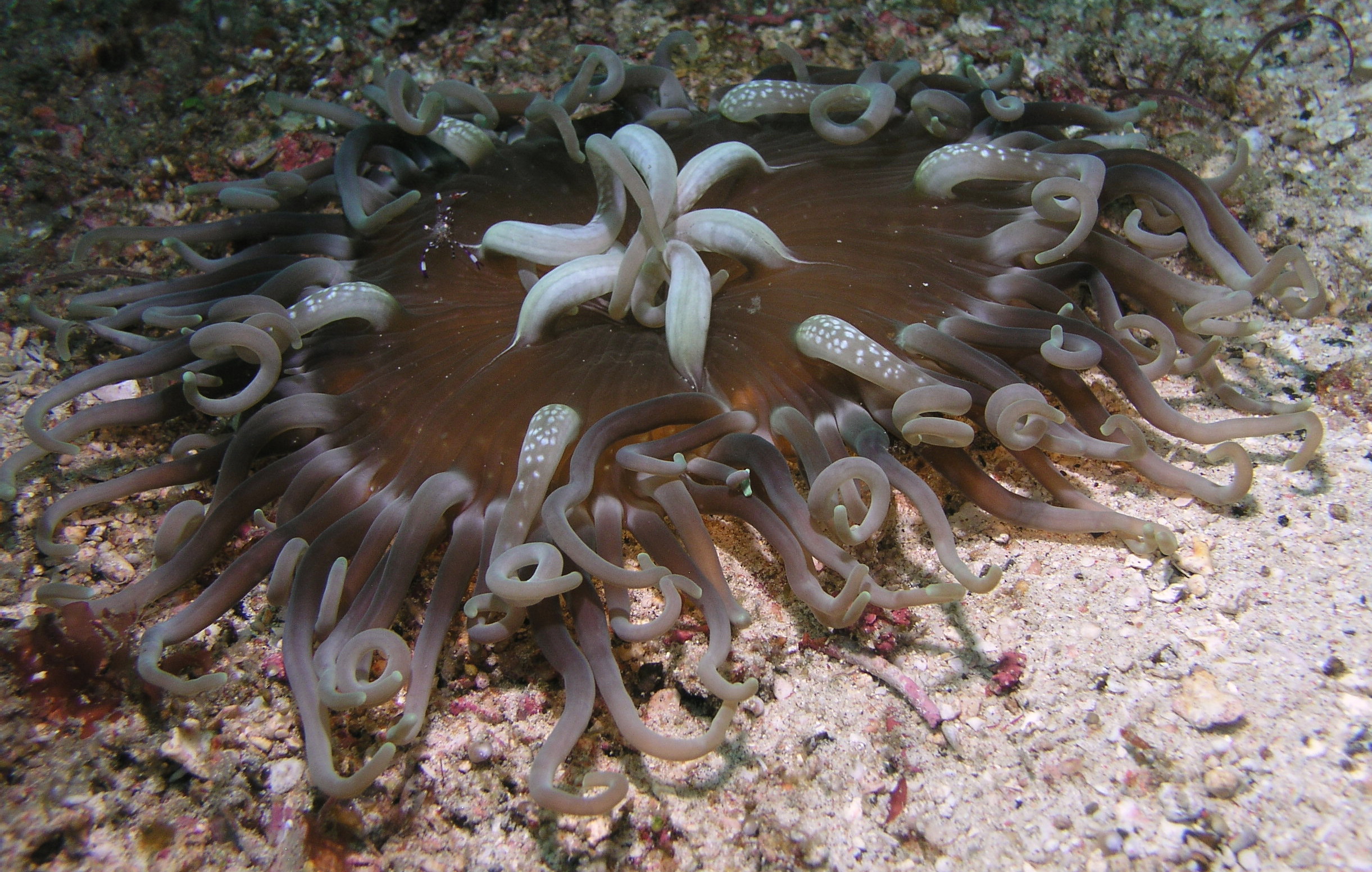 anemone