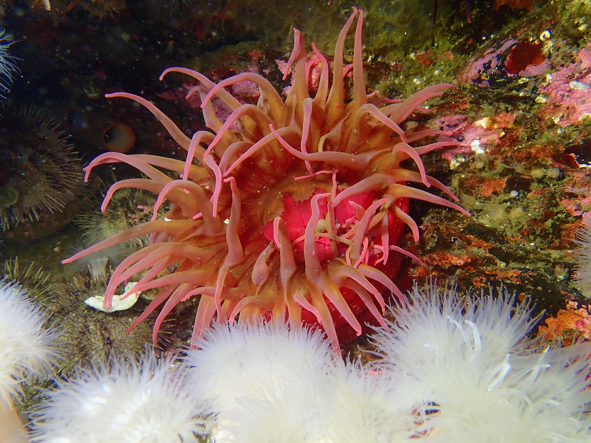 Anemone