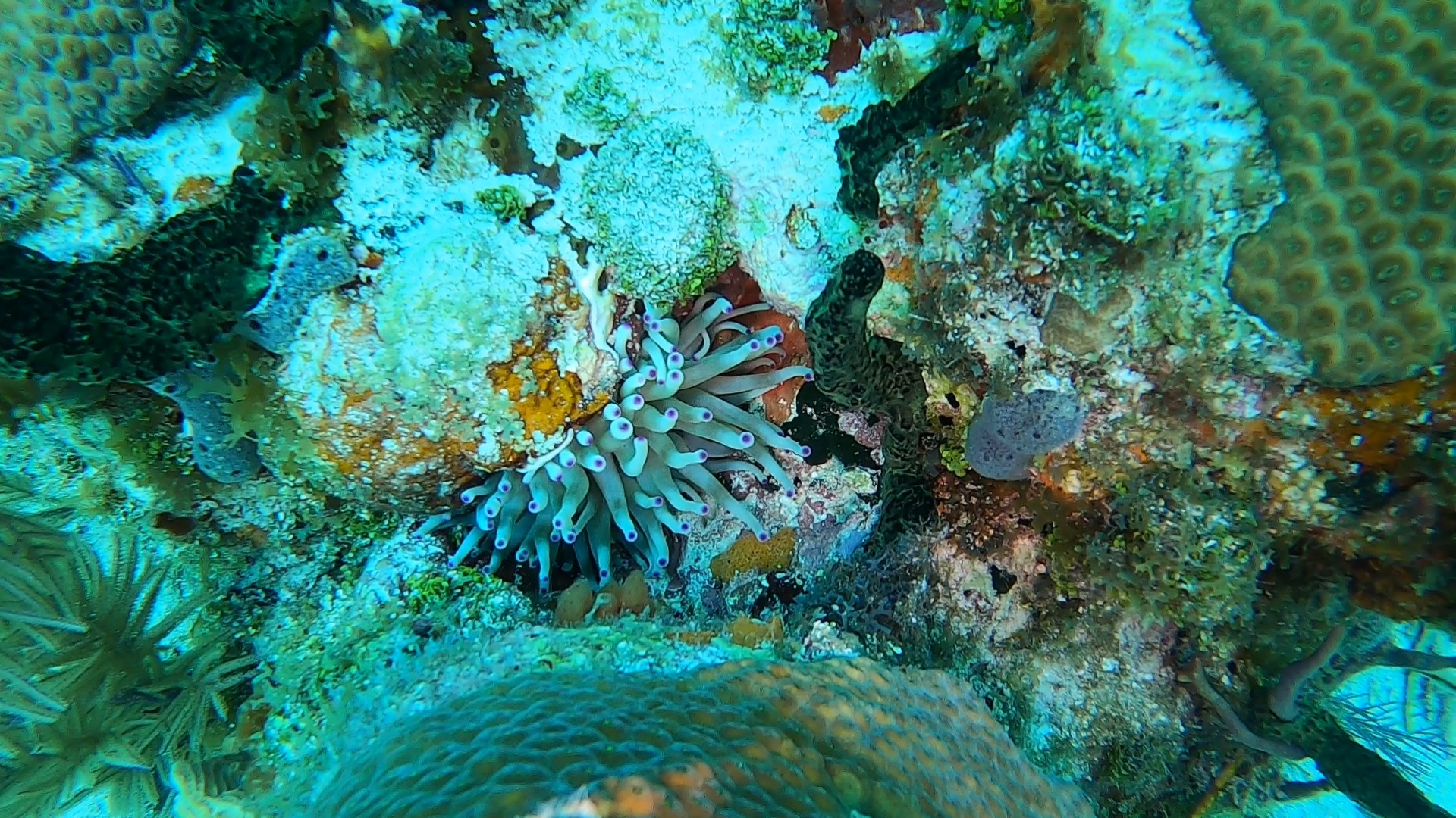 Anemone