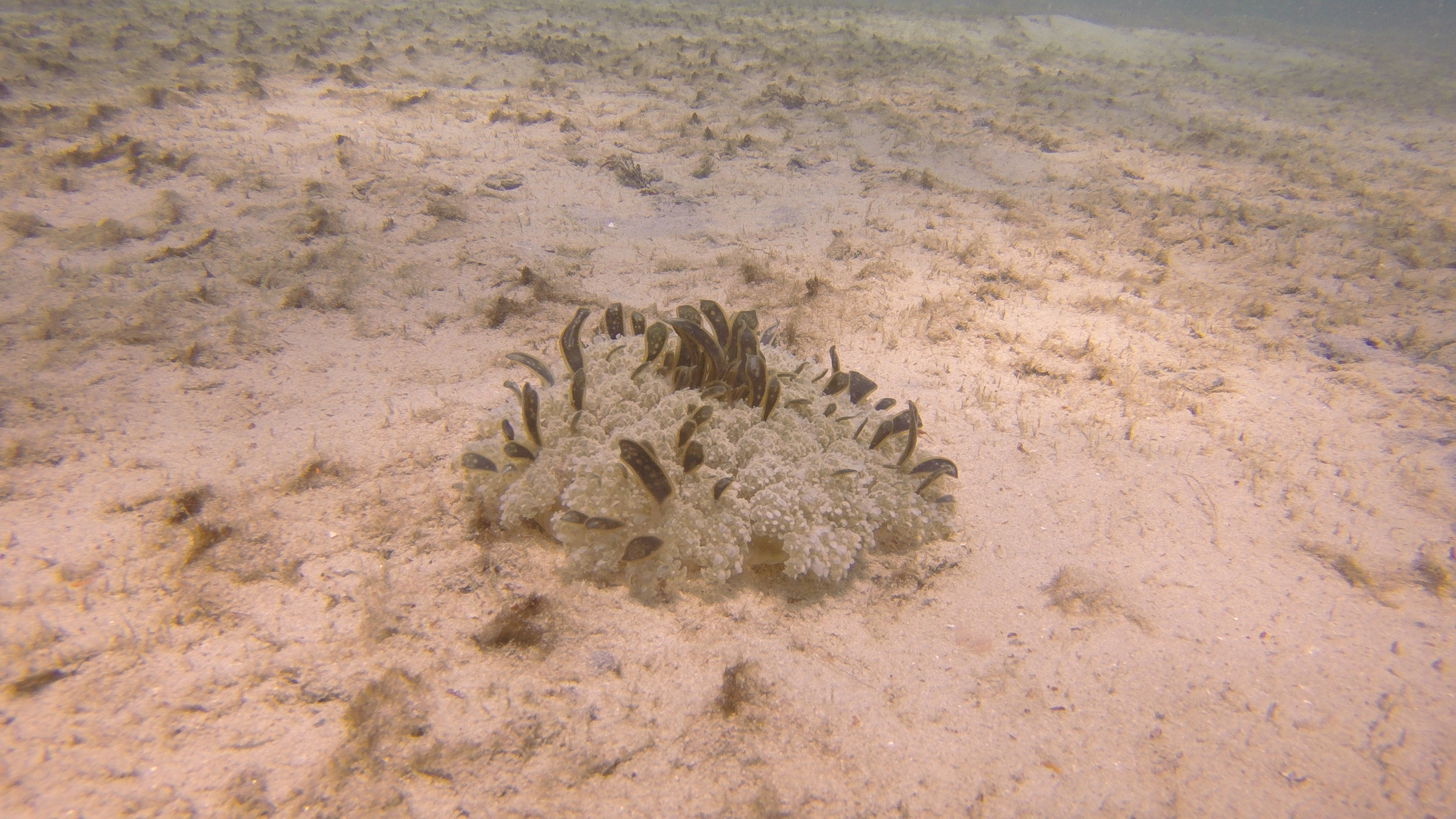 Anenome at Blue Heron Bridge.JPG