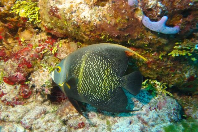 Angelfish